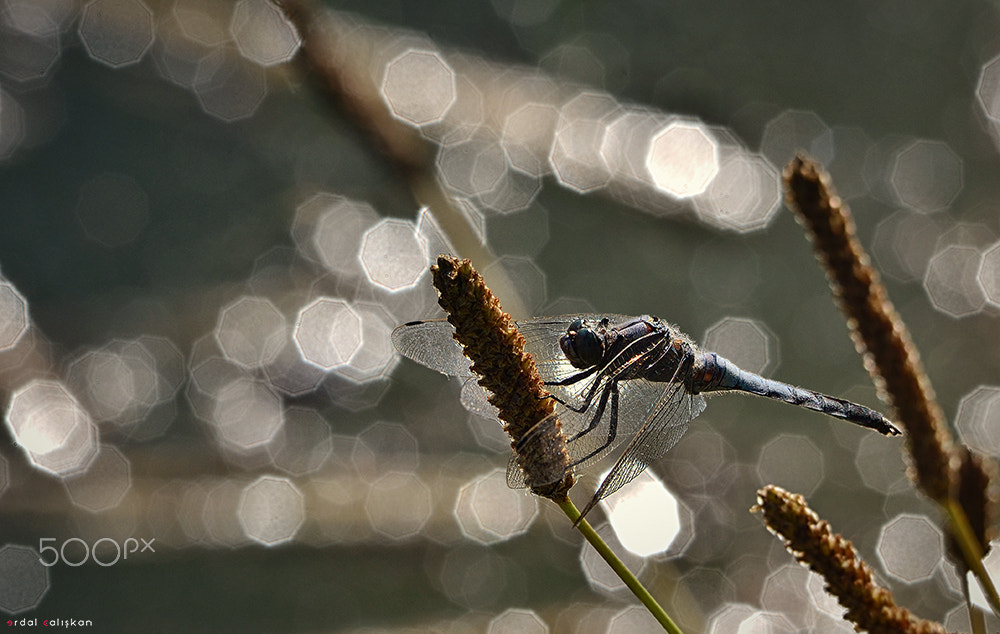 Nikon D7000 sample photo. *** photography