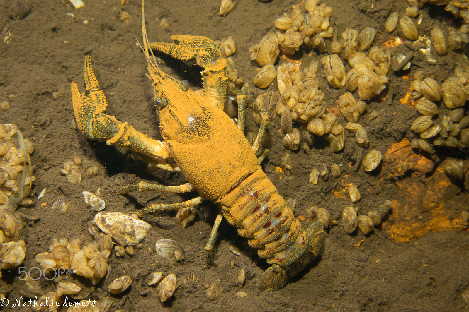 Nikon 1 Nikkor VR 10-30mm F3.5-5.6 sample photo. Lobster photography
