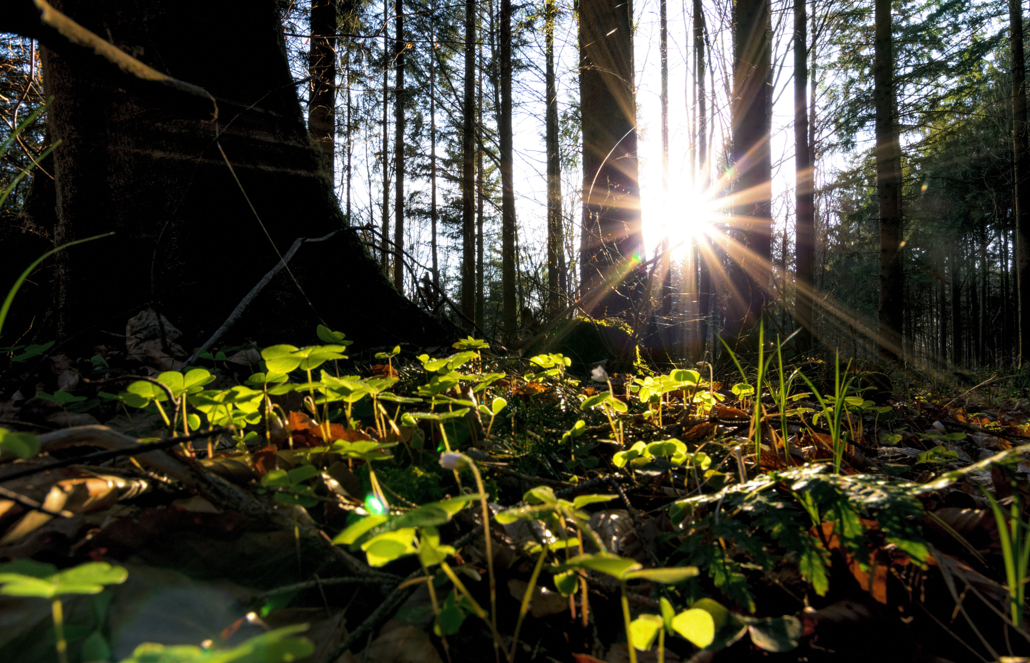 Nikon D3200 sample photo. Clover and sun photography