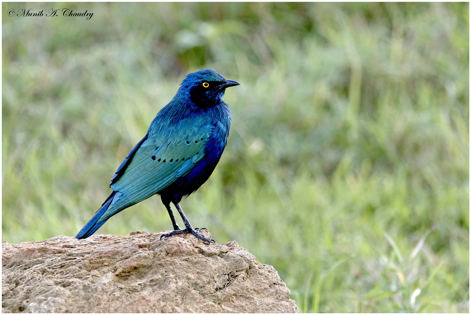 Canon EF 200-400mm F4L IS USM Extender 1.4x sample photo. The stunning starling! photography