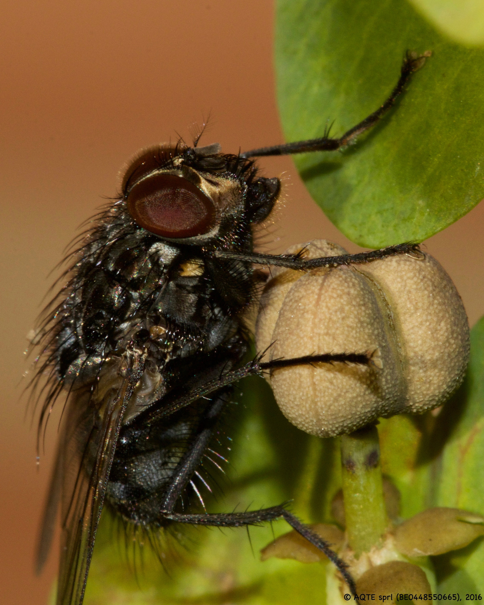 Canon EF 100mm F2.8L Macro IS USM sample photo. Fly photography