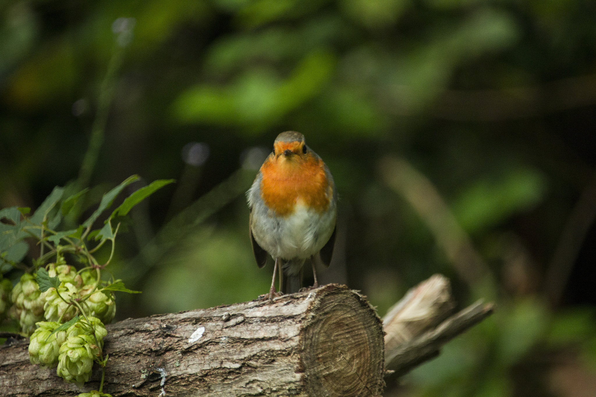 Canon EF-S 55-250mm F4-5.6 IS STM sample photo. Listen to birds photography