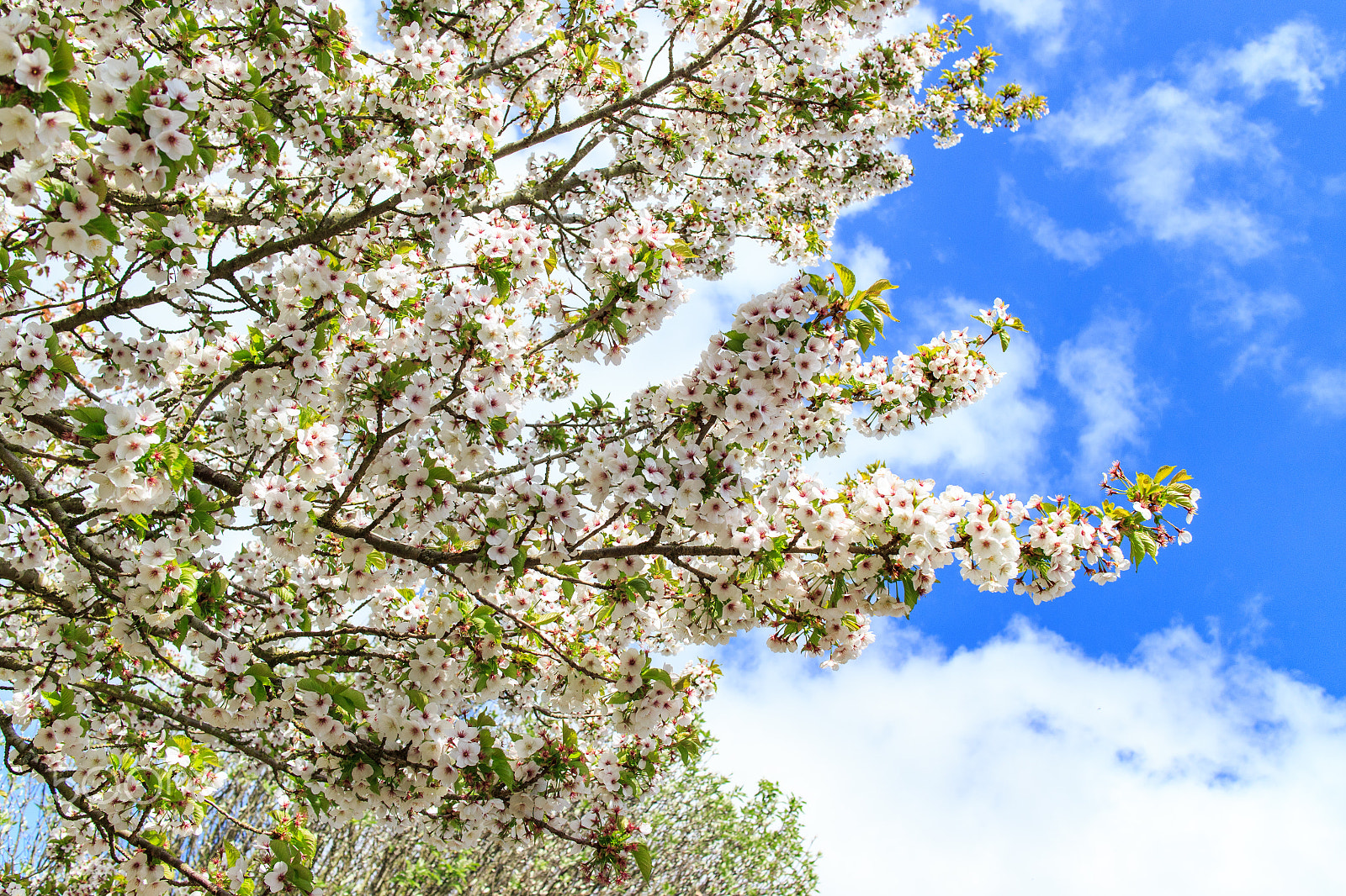 Canon EF-M 22mm F2 STM sample photo. Cherry blossom in daventry photography