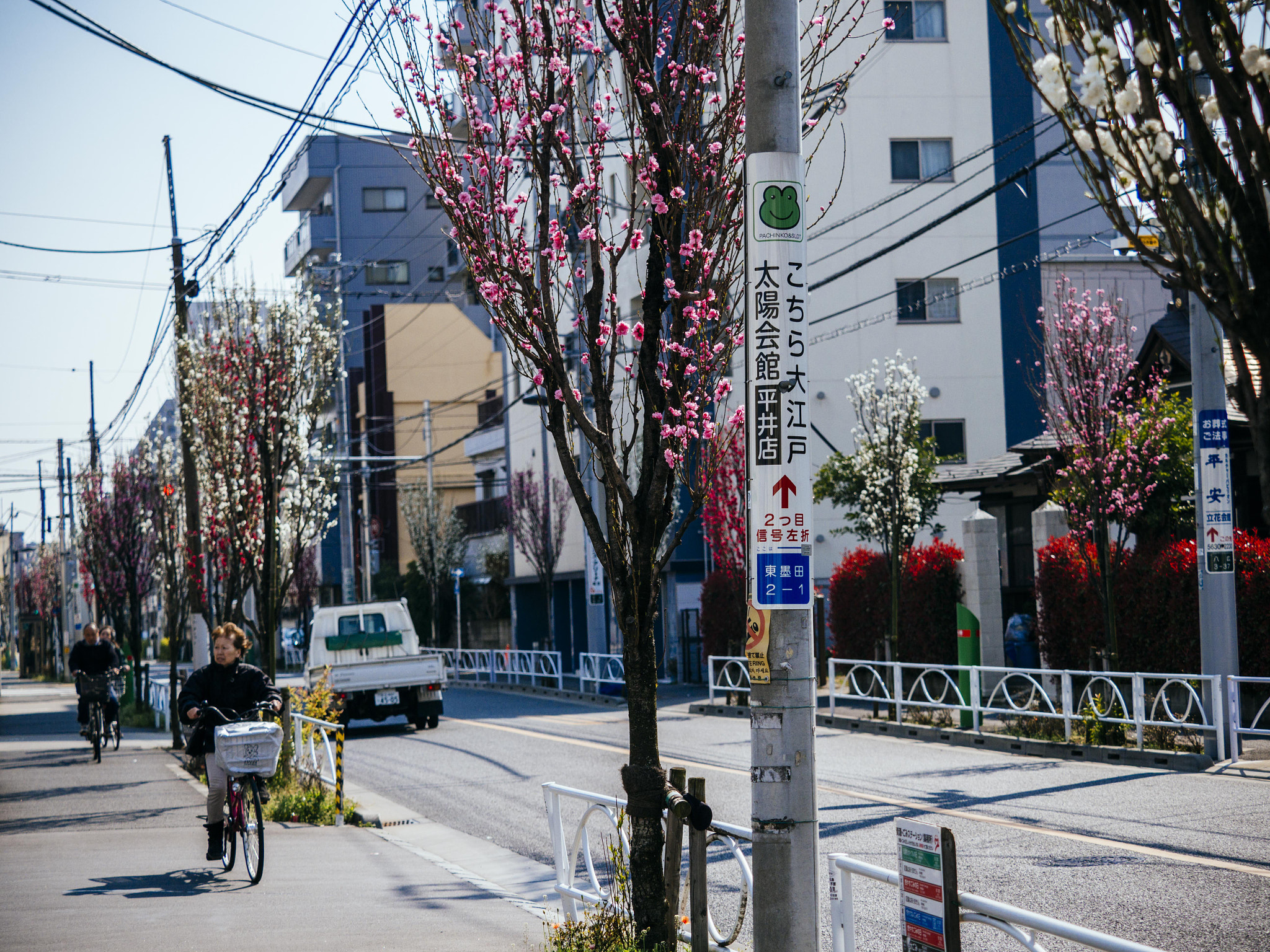 Olympus OM-D E-M1 Mark II + Olympus M.Zuiko Digital ED 40-150mm F2.8 Pro sample photo. Cherry blossoms in three colors photography