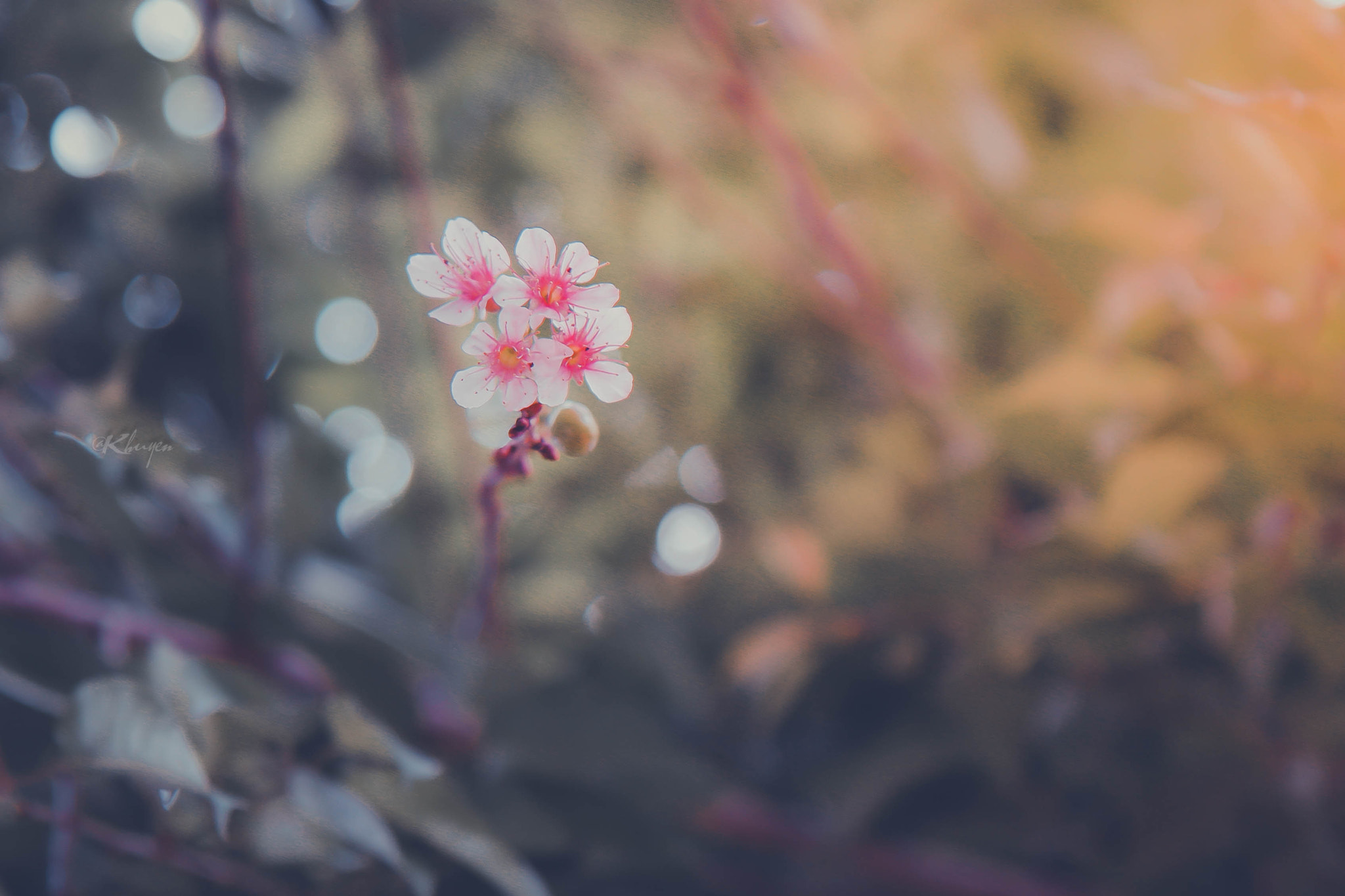 Canon EF-S 17-55mm F2.8 IS USM sample photo. Blossom photography
