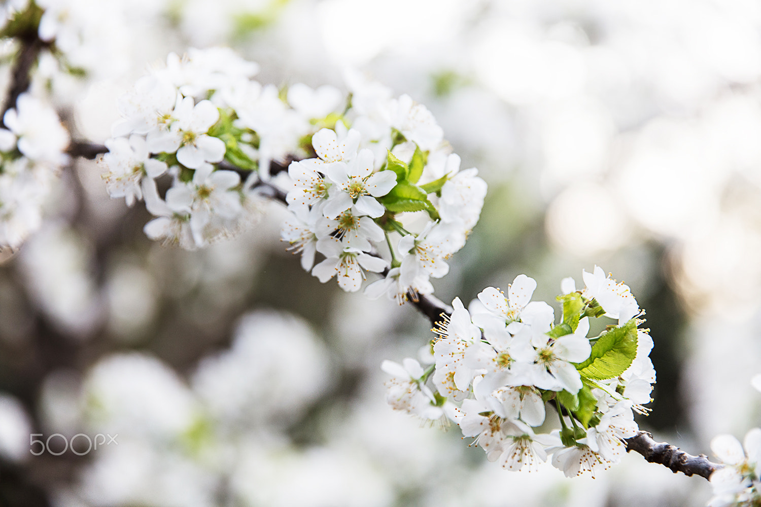 Canon EF 24-70mm F2.8L II USM sample photo. Primavera photography