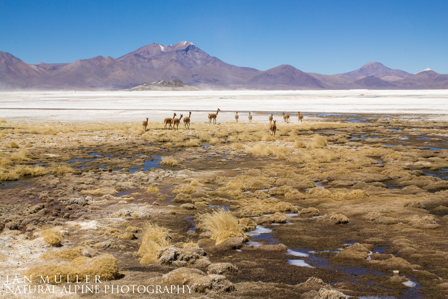 Canon EOS 550D (EOS Rebel T2i / EOS Kiss X4) sample photo. Vicunas on a remote salt lake photography