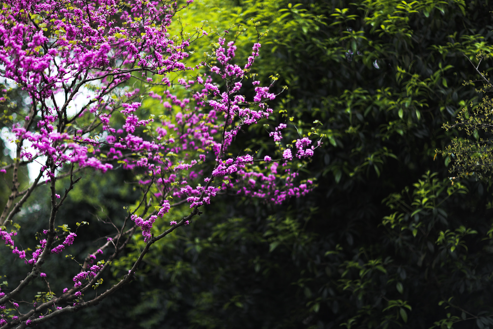 Canon EF 85mm F1.2L II USM sample photo. Spring flower 37 photography