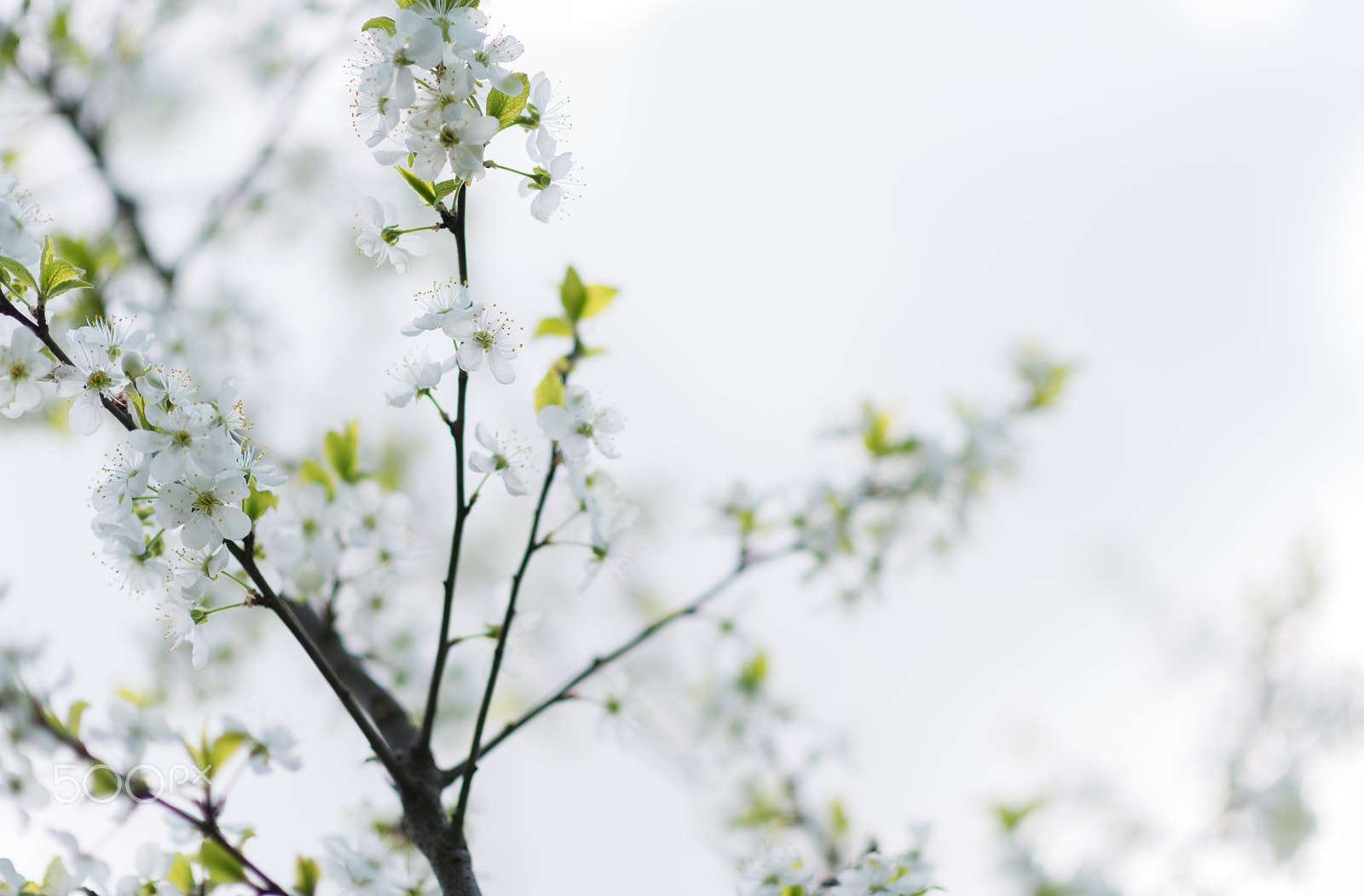 Nikon D800 + Nikon AF-S Nikkor 85mm F1.4G sample photo. White cherry sping blossom macro photography
