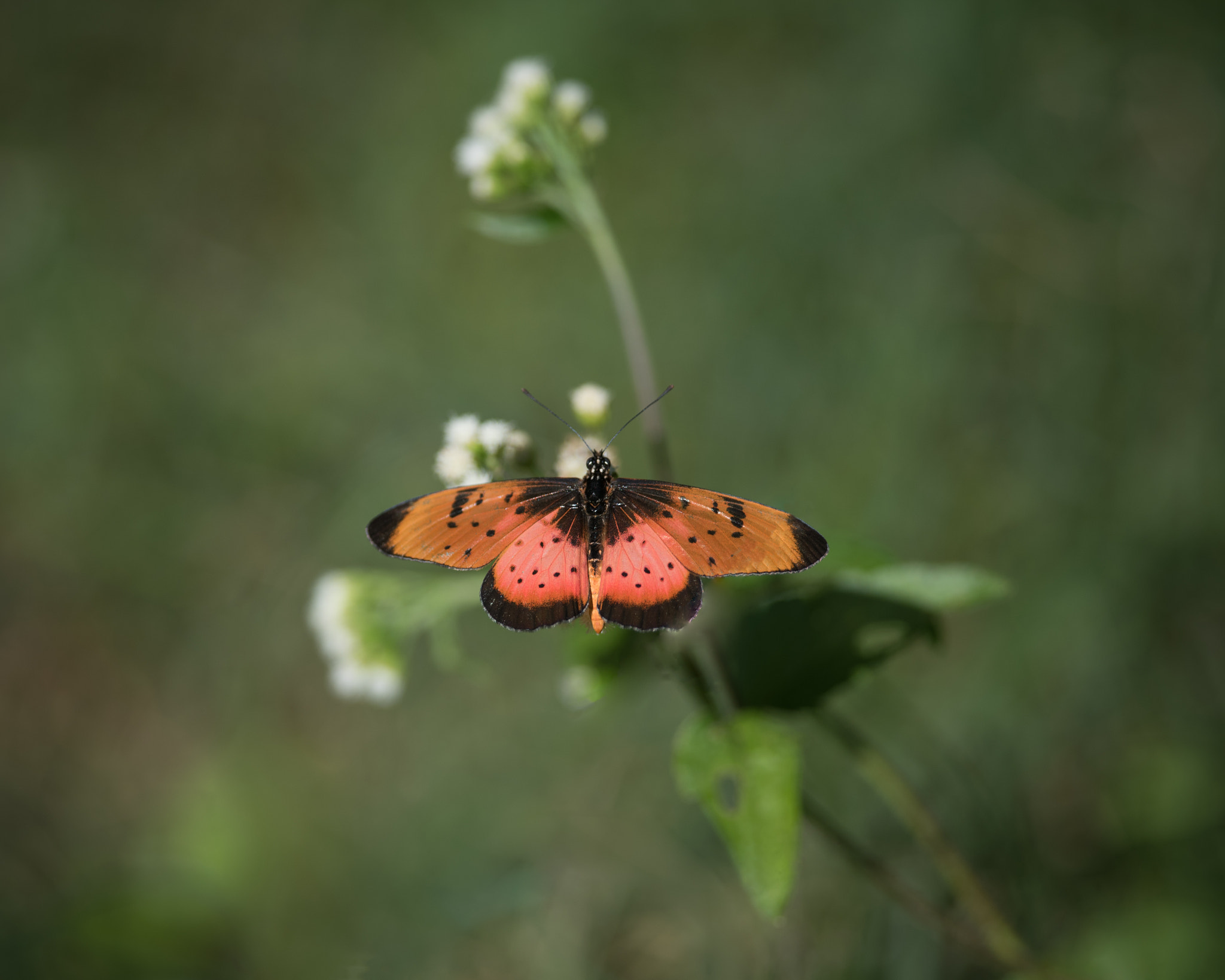 Nikon D750 sample photo. Acara acraea photography