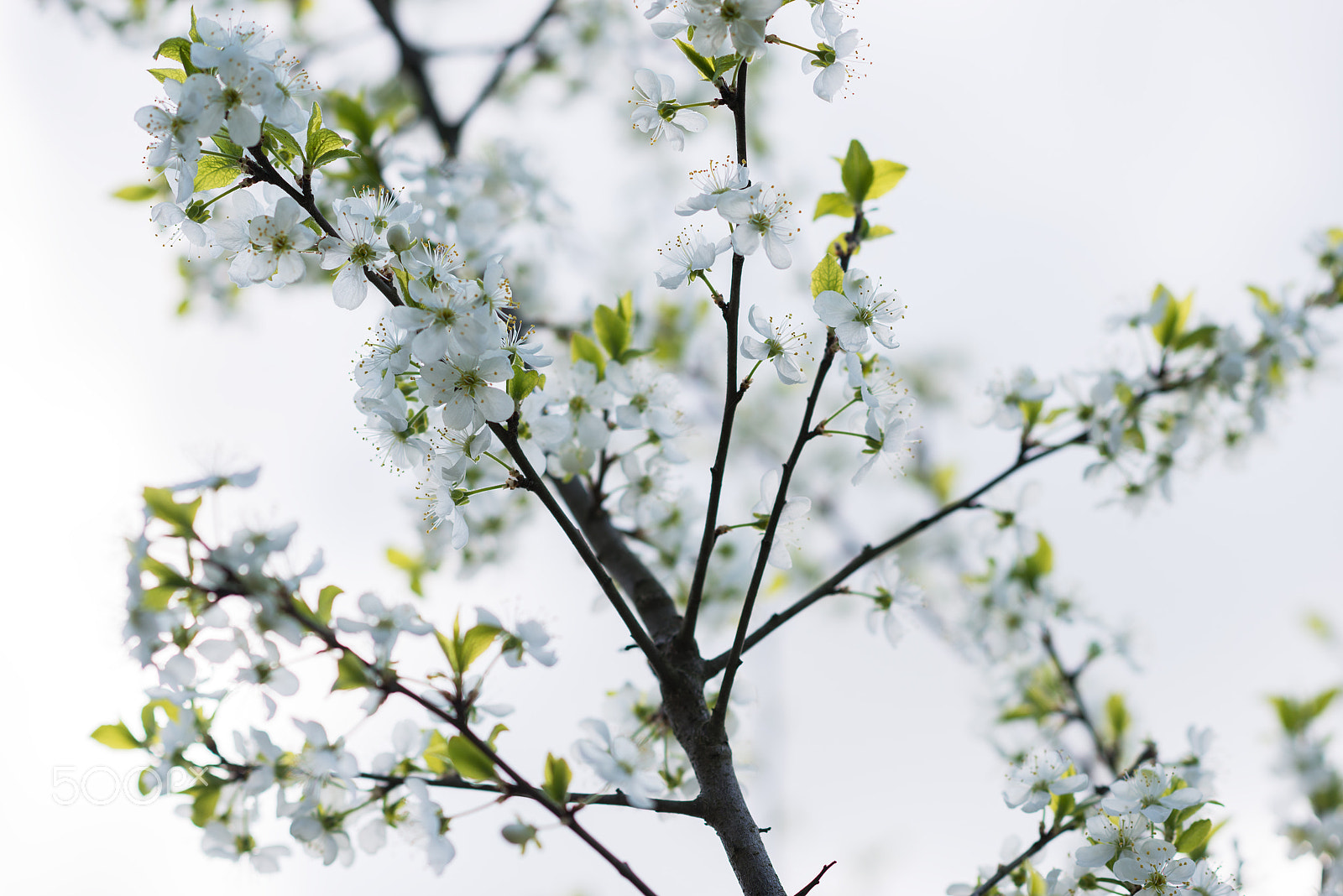 Nikon D800 sample photo. White cherry sping blossom macro photography