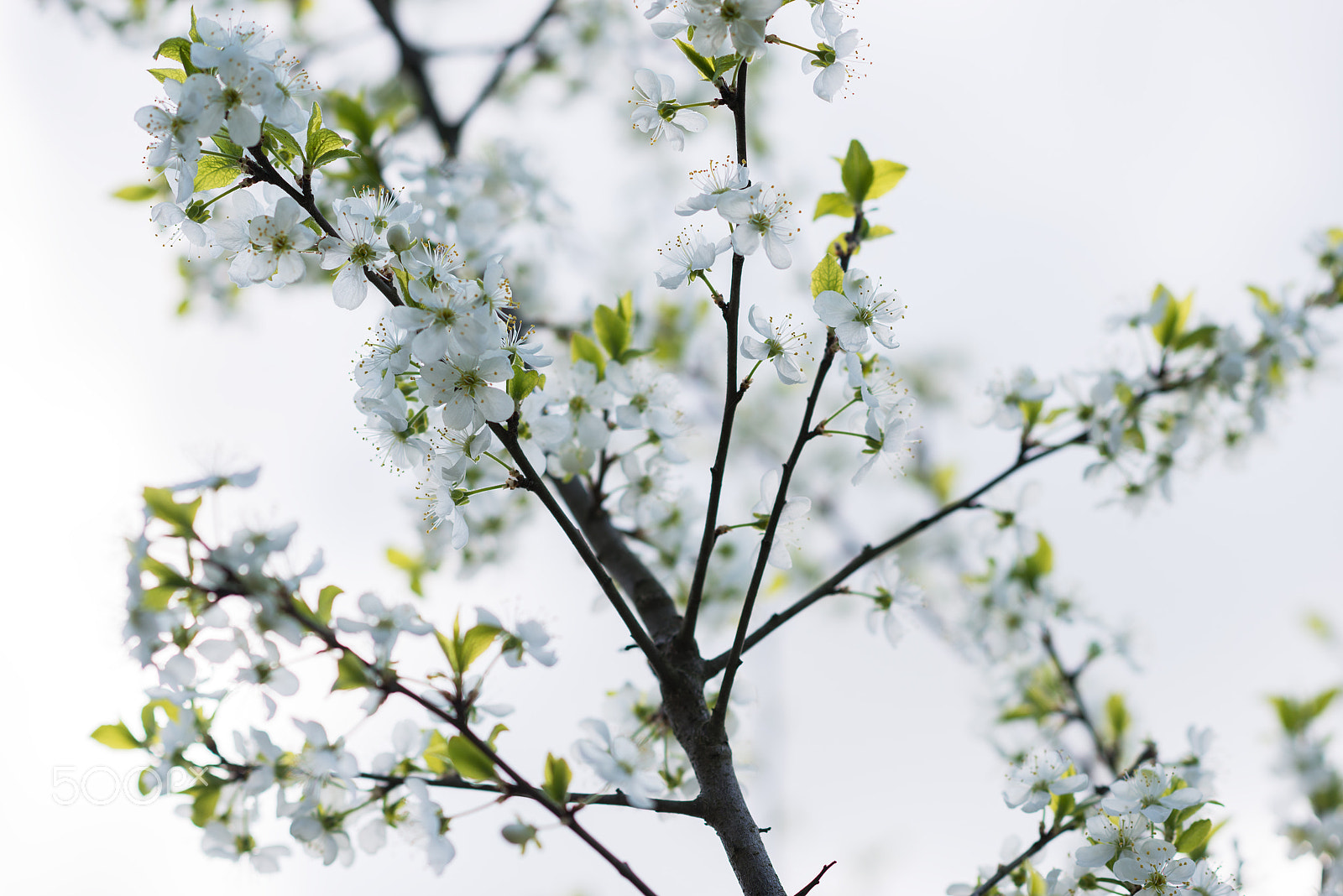 Nikon D800 + Nikon AF-S Nikkor 85mm F1.4G sample photo. White cherry sping blossom macro photography