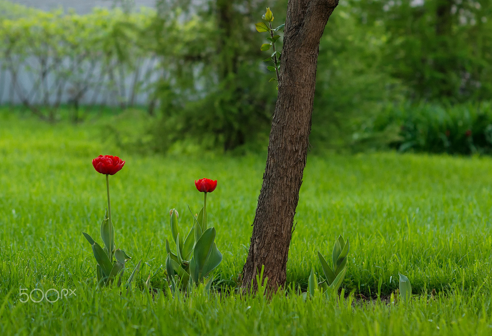 Nikon D800 + Nikon AF-S Nikkor 85mm F1.4G sample photo. Red tulips growing at garden photography