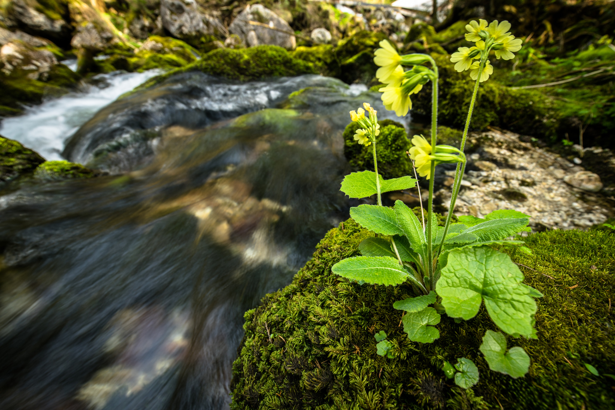 Sony a7 II + Canon EF 16-35mm F4L IS USM sample photo. Springtime photography