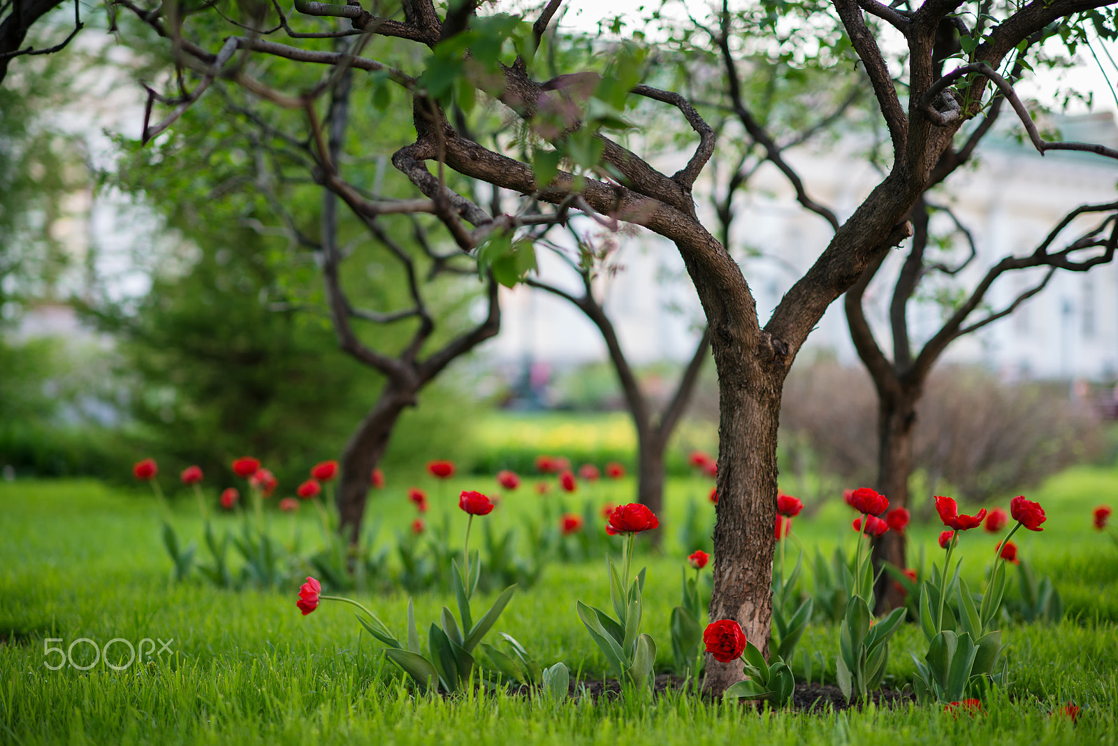 Nikon D800 + Nikon AF-S Nikkor 85mm F1.4G sample photo. Red tulips growing at garden photography