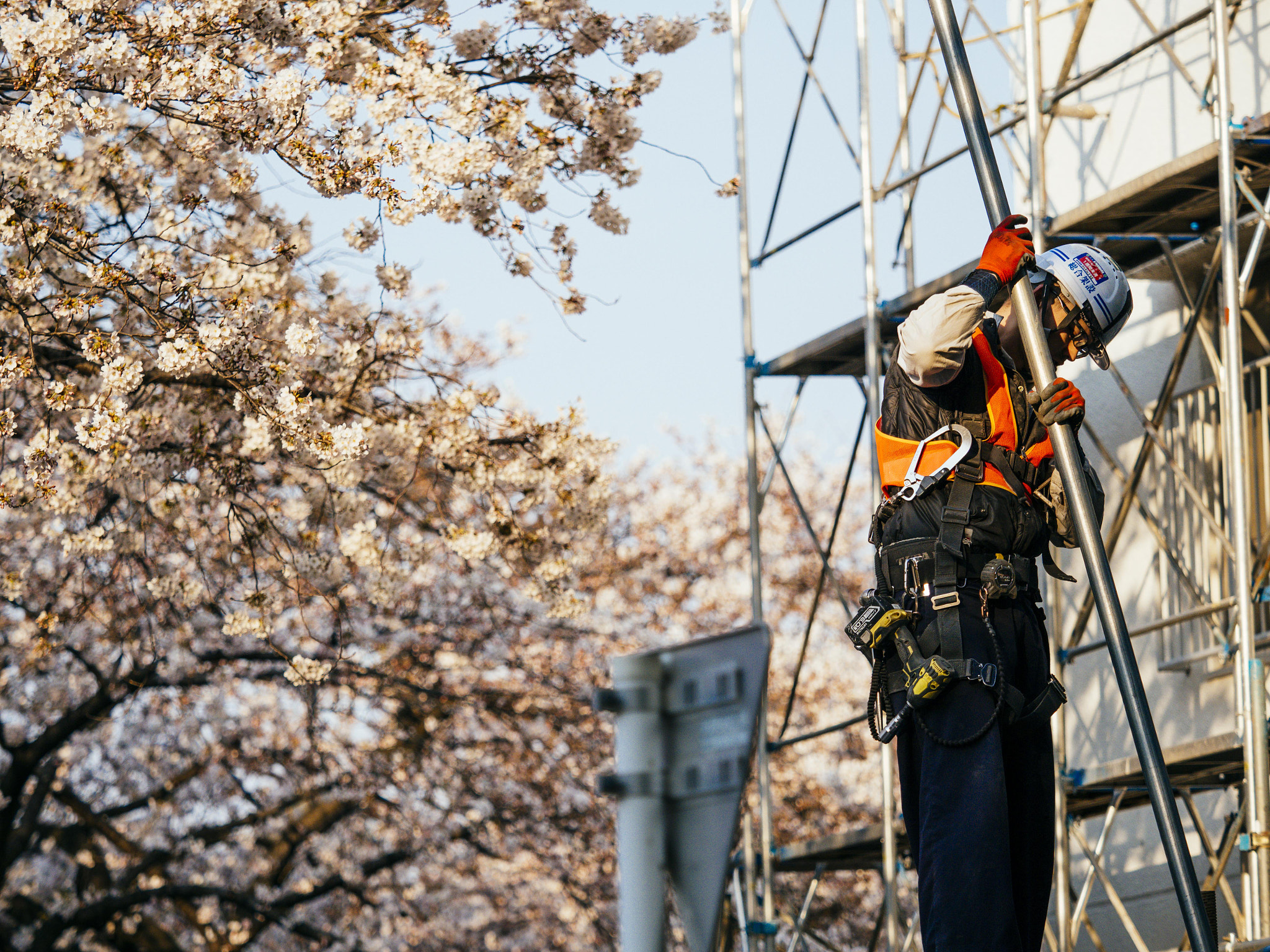 Olympus OM-D E-M1 Mark II + Olympus M.Zuiko Digital ED 40-150mm F2.8 Pro sample photo. Steeplejack and cherry blossom photography