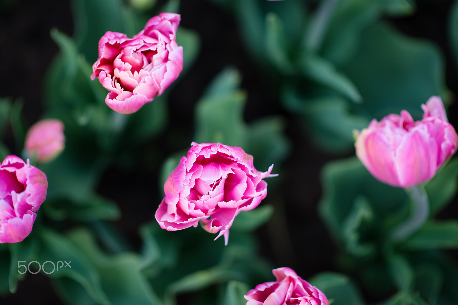 Nikon D800 + Nikon AF-S Nikkor 85mm F1.4G sample photo. Pink terry tulips from above macro photography