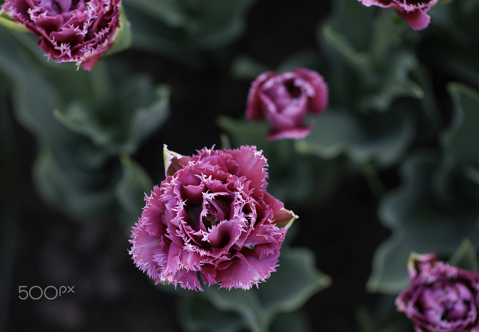 Nikon AF-S Nikkor 85mm F1.4G sample photo. Lilac terry tulips from above macro photography