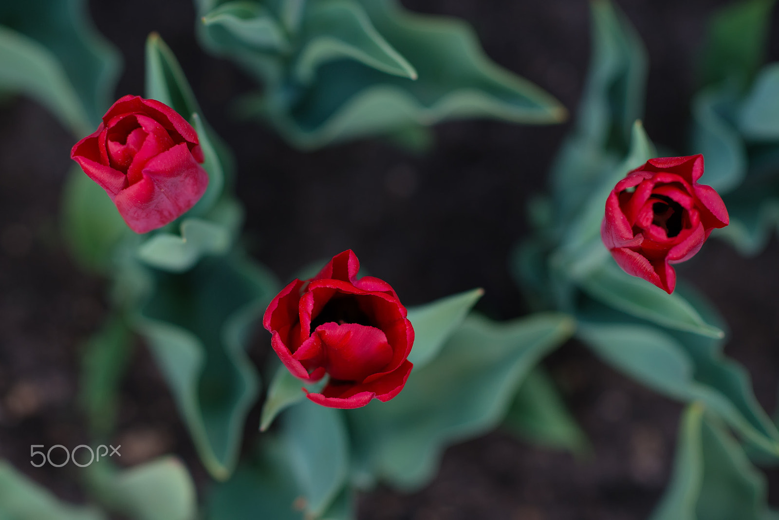 Nikon D800 + Nikon AF-S Nikkor 85mm F1.4G sample photo. Red tulips from above macro photography