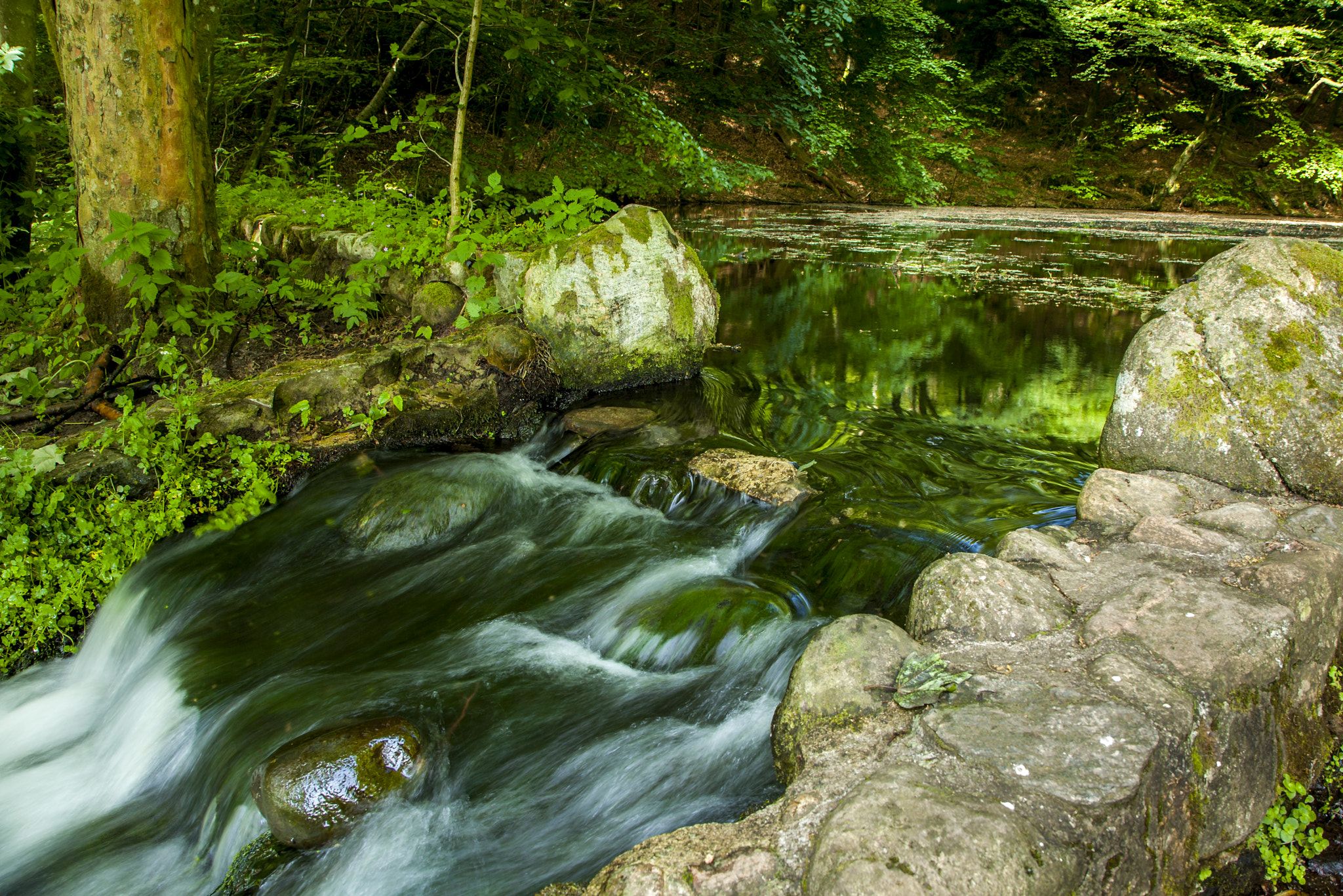 Canon EOS 5D + Canon EF 24-105mm F4L IS USM sample photo. Lake and water creek sorrounded by green natur (of ) photography