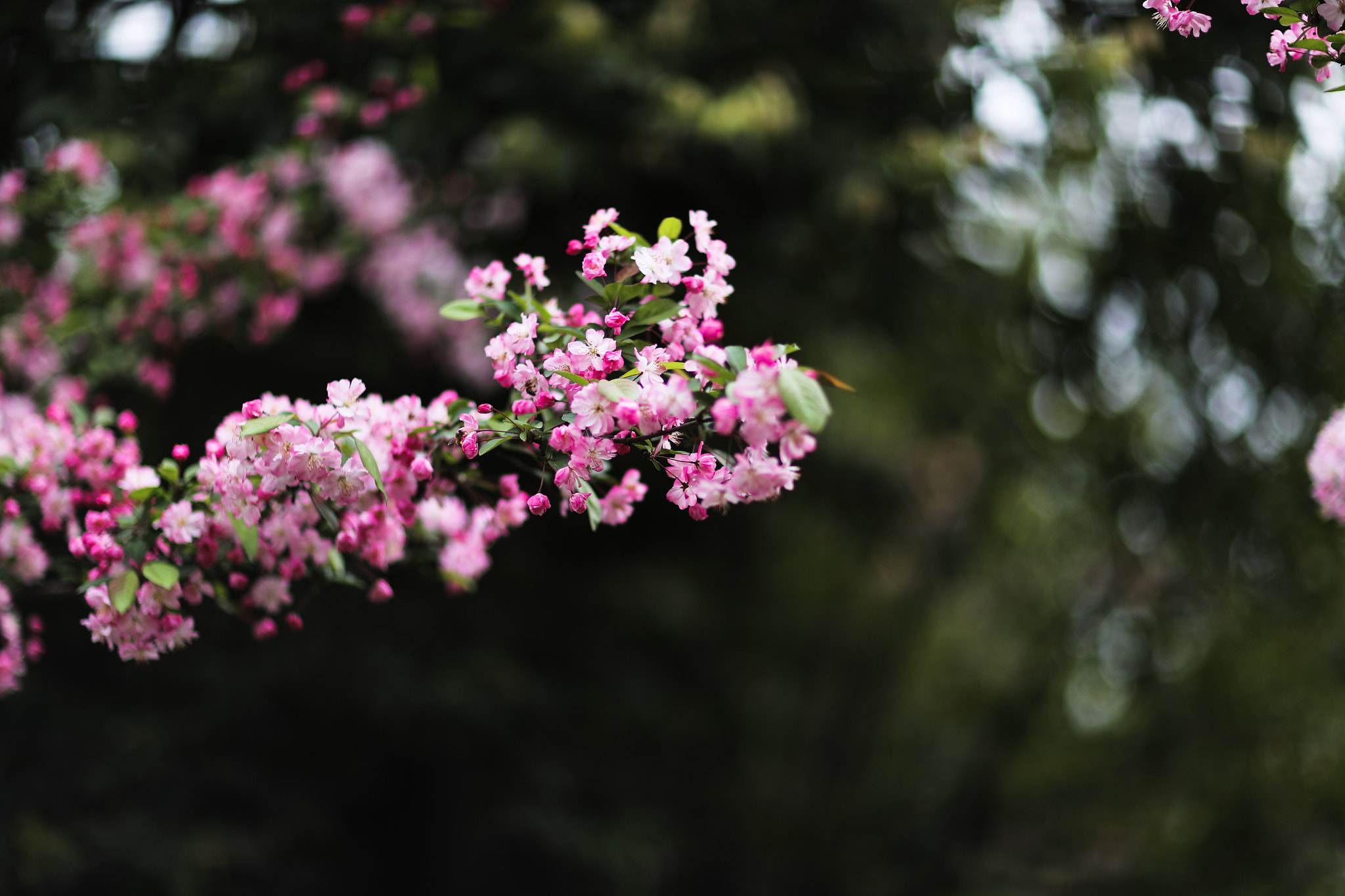 Canon EF 85mm F1.2L II USM sample photo. Spring flower 38 photography