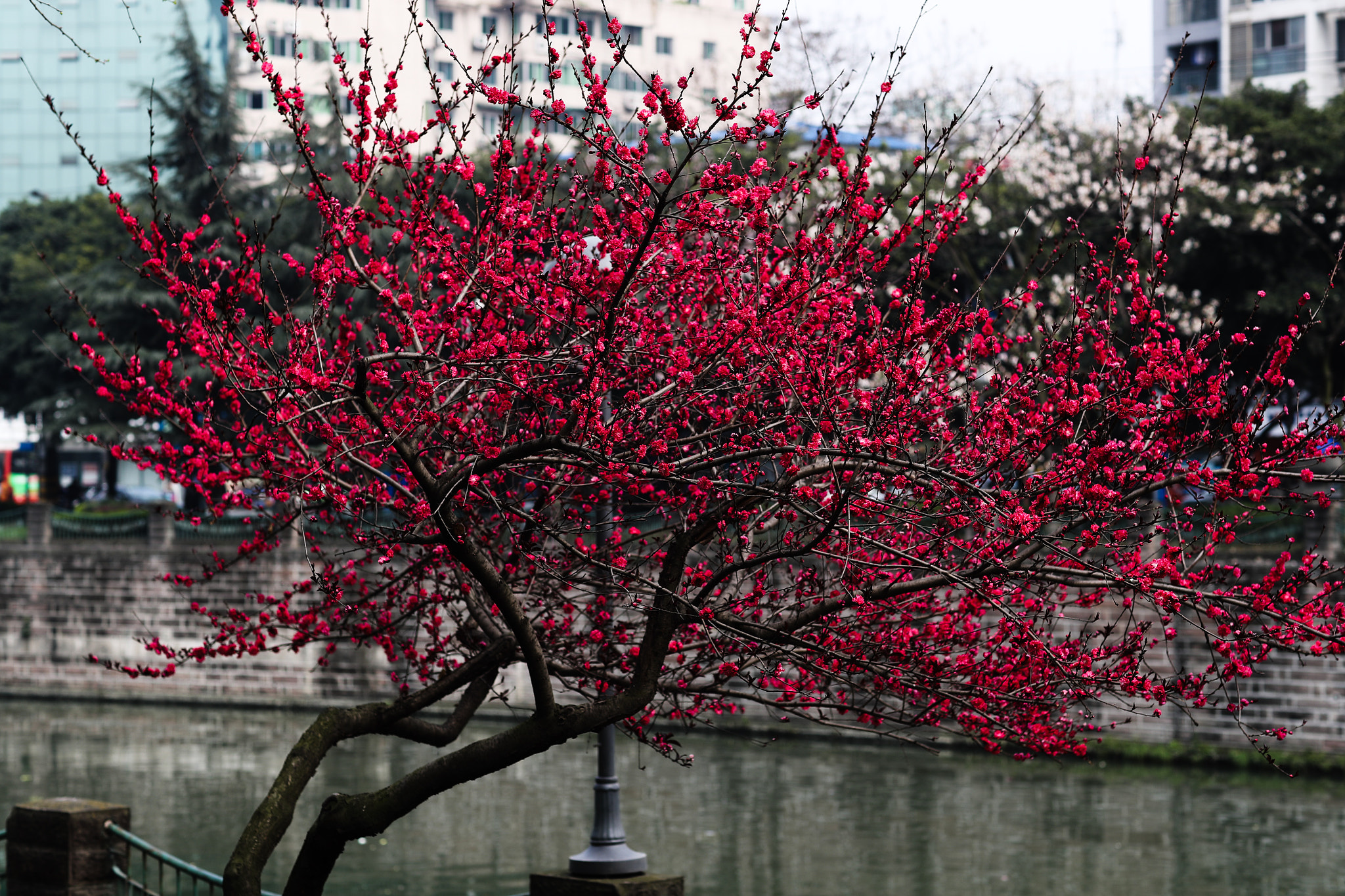 Canon EF 85mm F1.2L II USM sample photo. Spring flower 39 photography