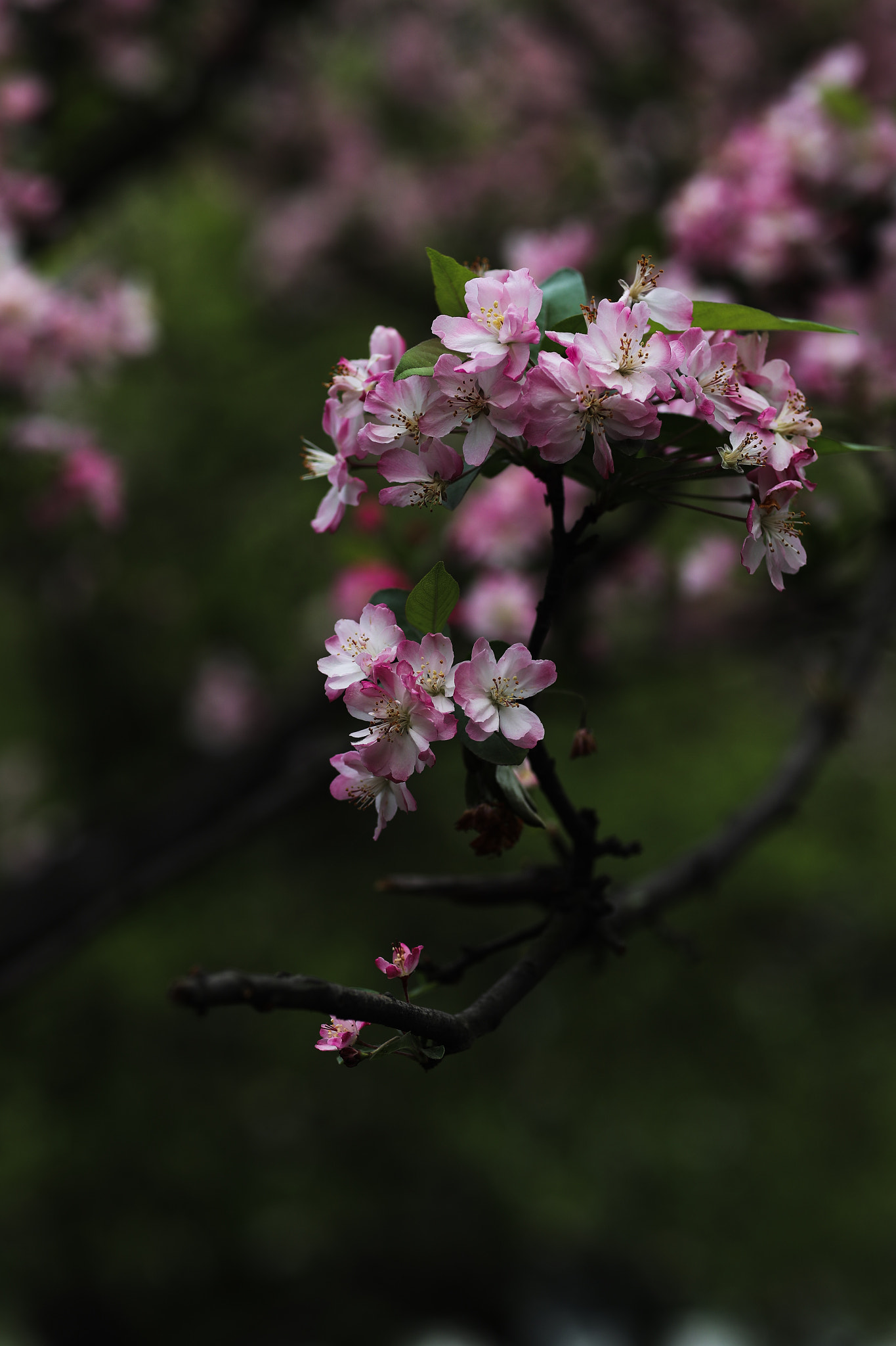 Canon EOS-1D X Mark II + Canon EF 85mm F1.2L II USM sample photo. Spring flower 40 photography