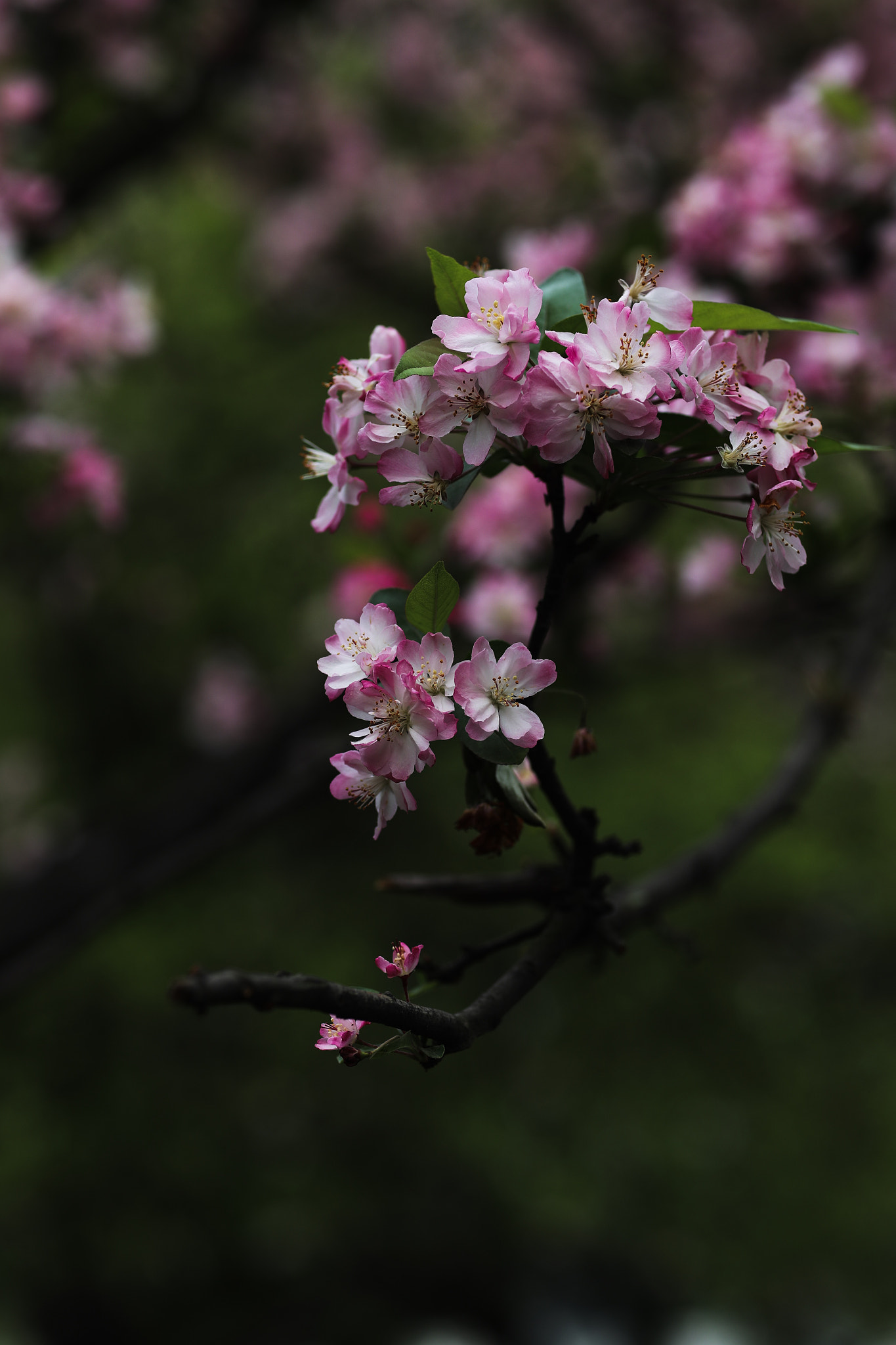 Canon EF 85mm F1.2L II USM sample photo. Spring flower 40 photography