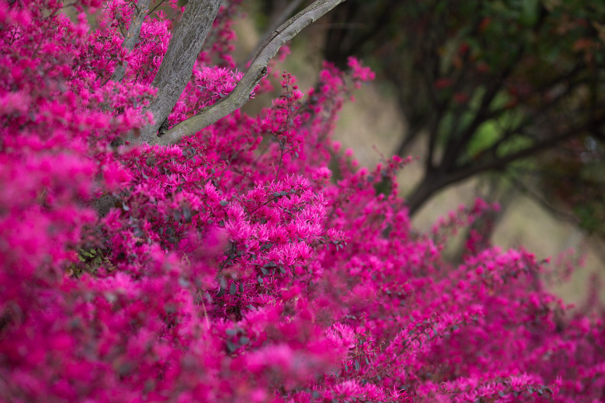 Canon EF 135mm F2L USM sample photo. Purple photography