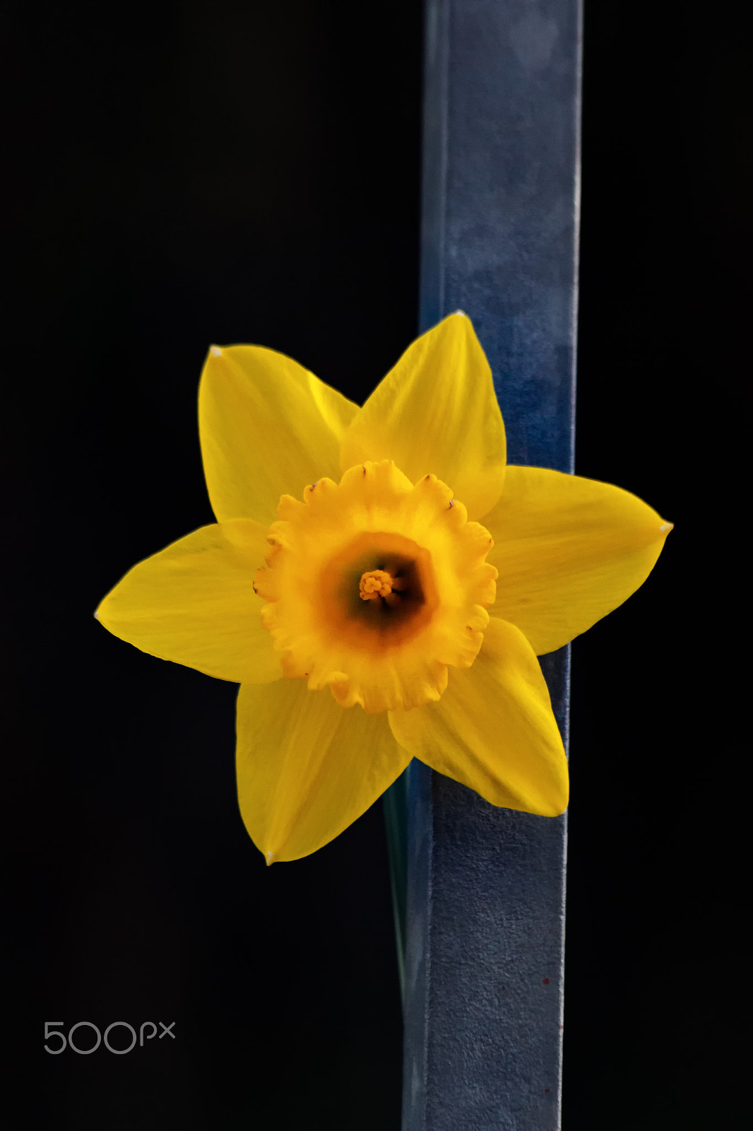 Canon EF 70-300mm F4-5.6 IS USM sample photo. Daffodil and steel photography