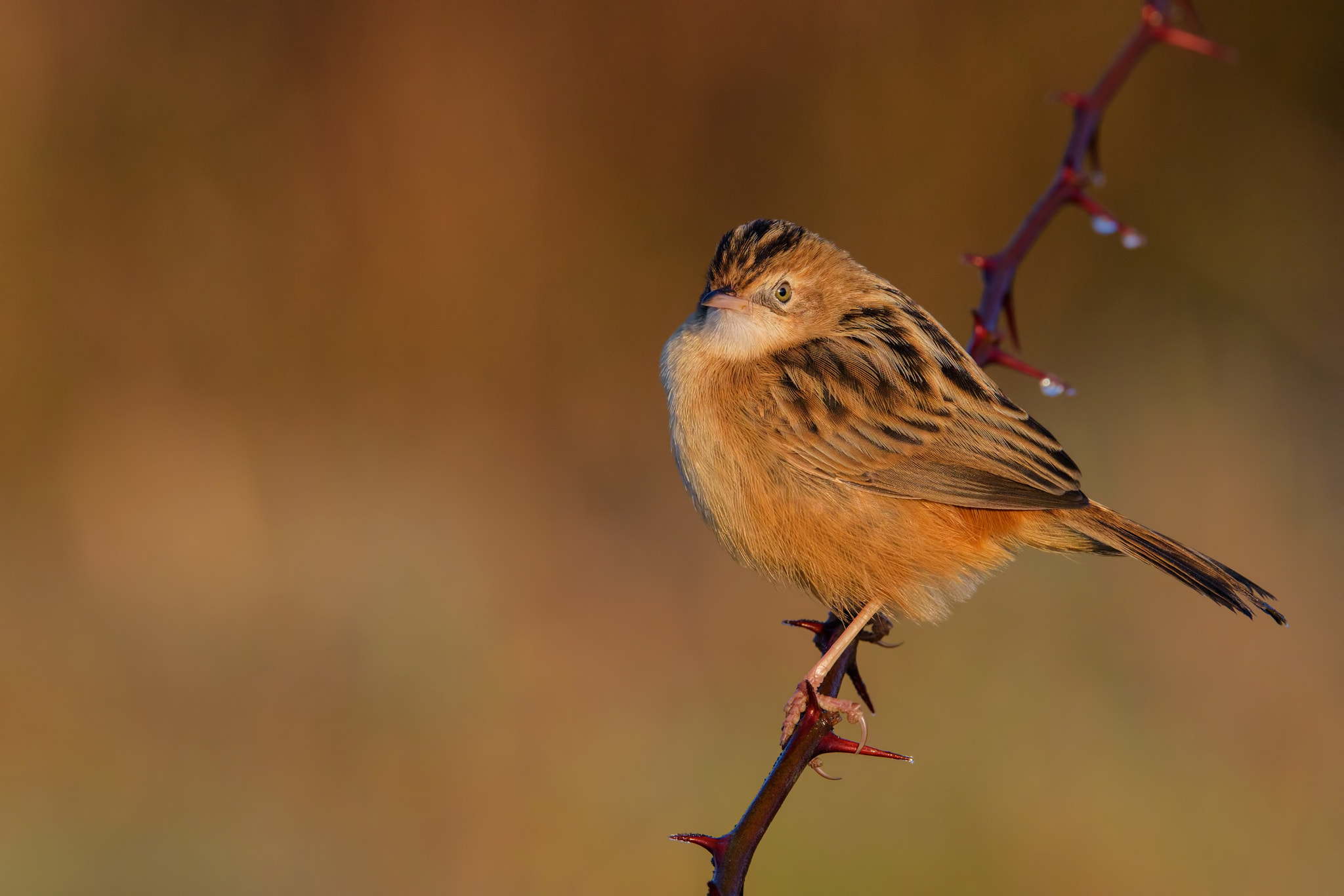 Nikon D810 sample photo. Zitting cisticola dawn photography