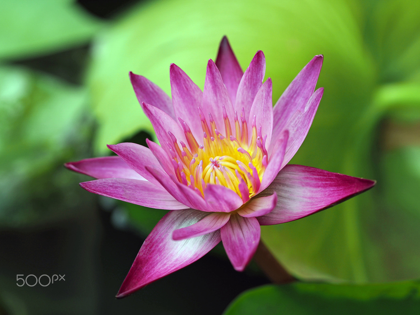 Olympus OM-D E-M10 II sample photo. Pink water lily. photography