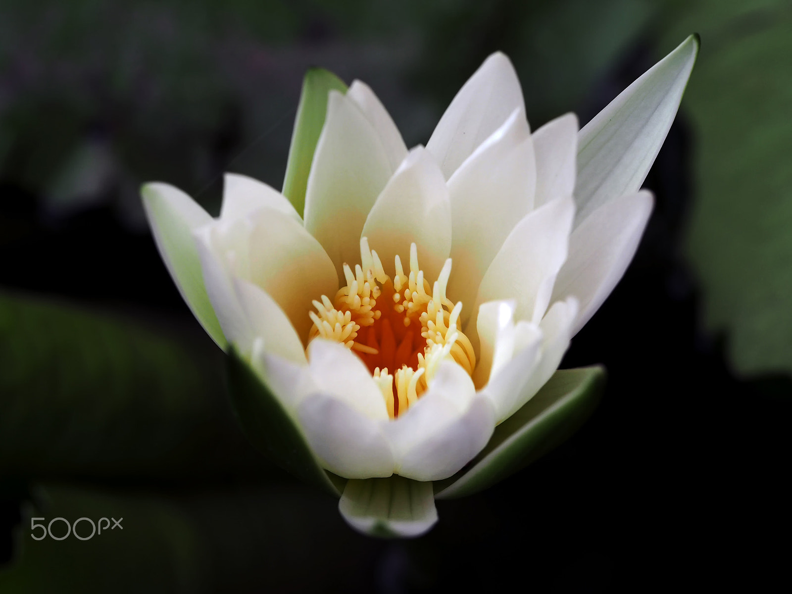 Olympus OM-D E-M10 II sample photo. White water lily. photography