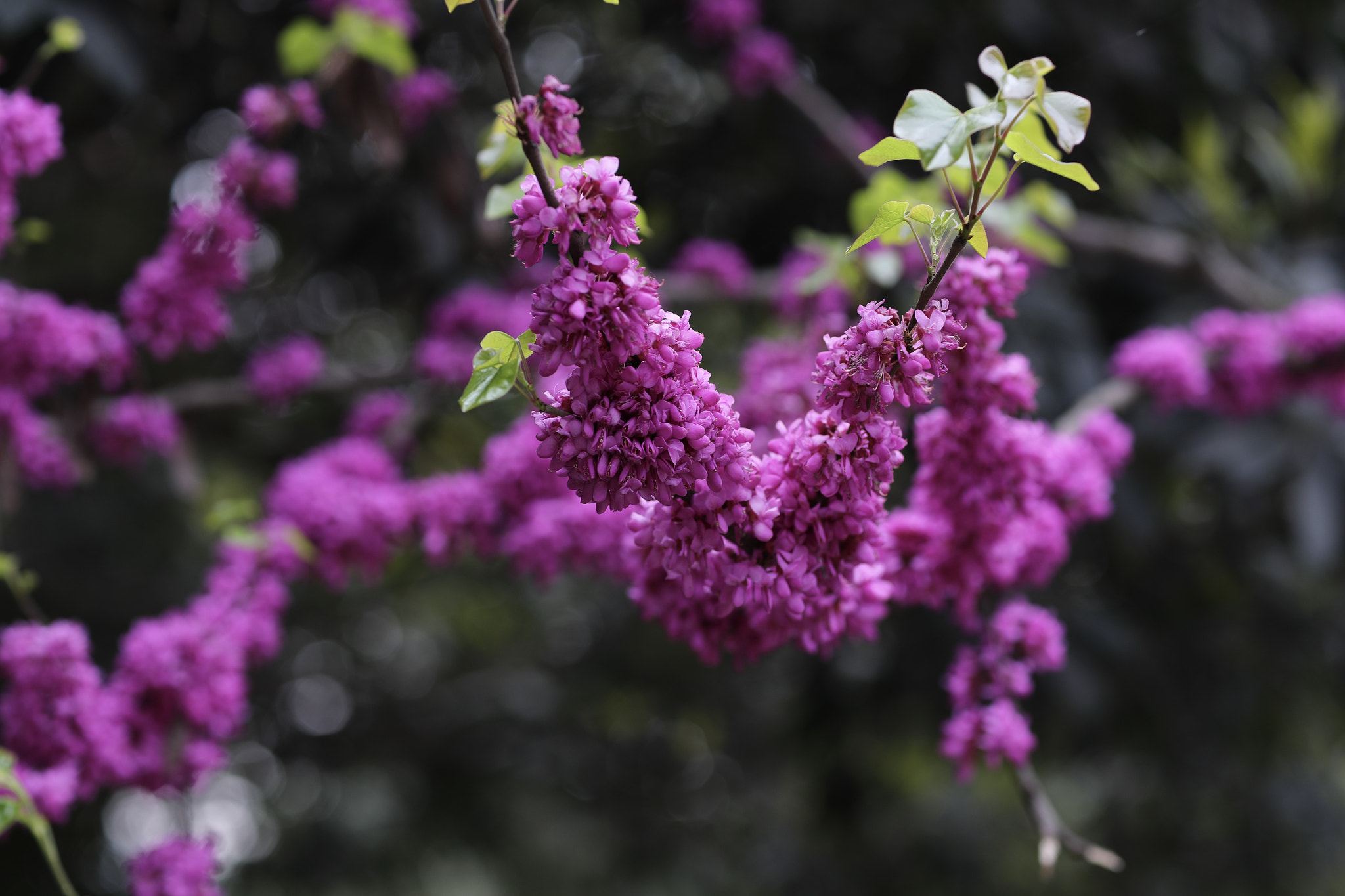 Canon EF 85mm F1.2L II USM sample photo. Spring flower 41 photography
