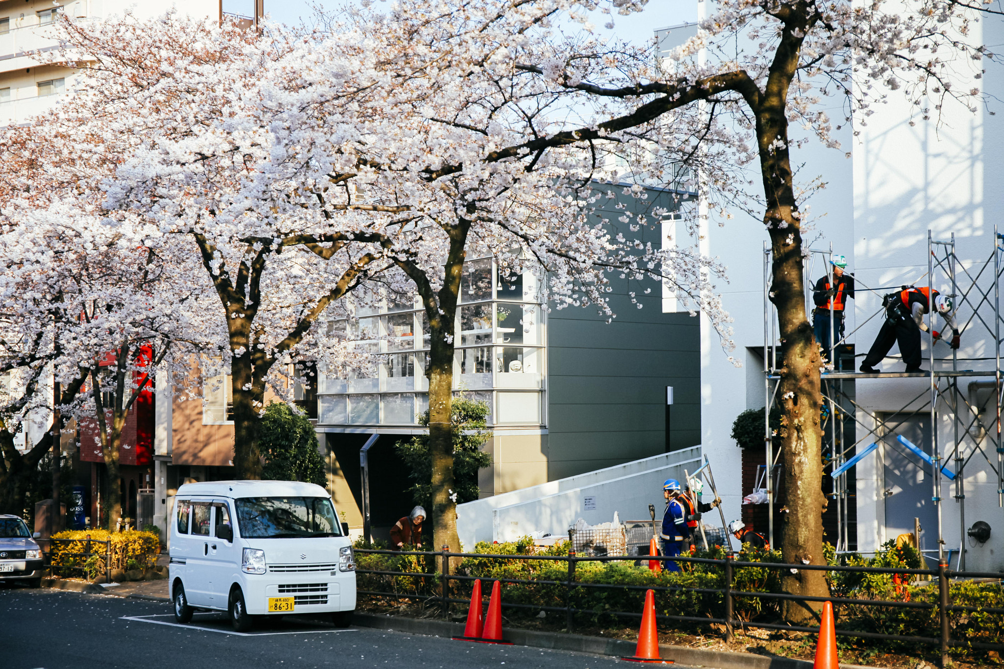 Canon EOS 5D Mark II + Canon EF 24-70mm F4L IS USM sample photo. Steeplejack and cherry blossoms photography
