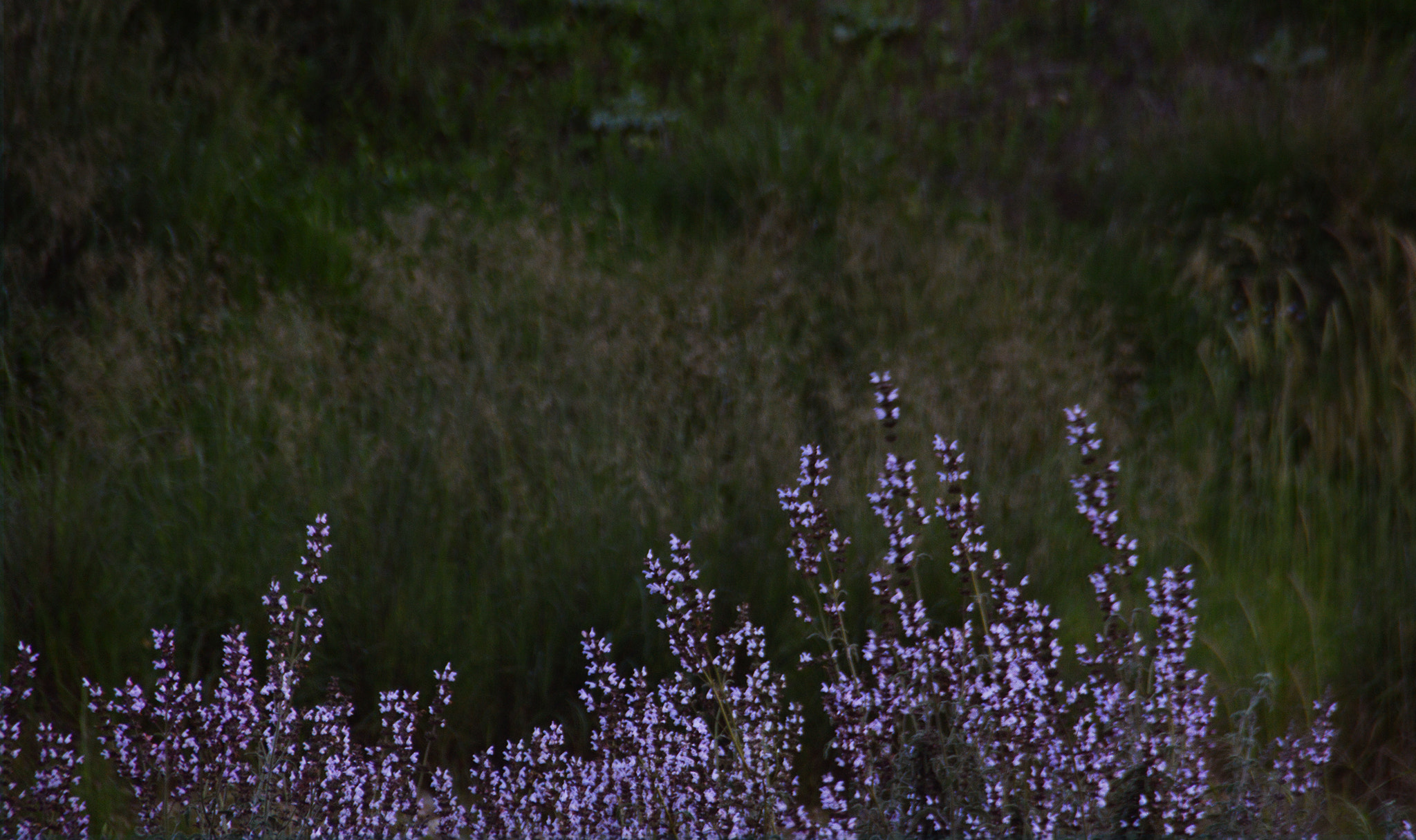 IX-Nikkor 30-60mm f/4-5.6 sample photo. Wildflowers photography