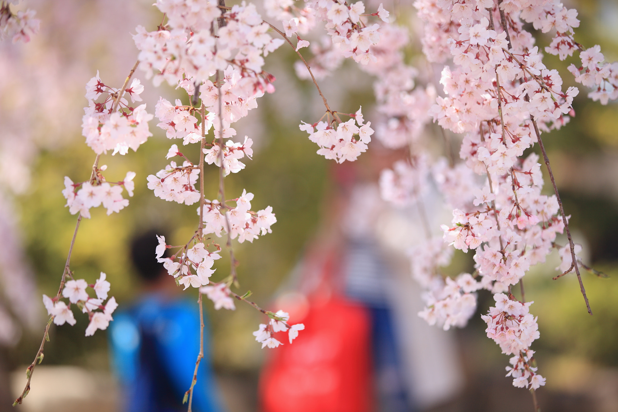 Canon EF 70-200mm F2.8L IS II USM sample photo. 櫻花を撮る photography