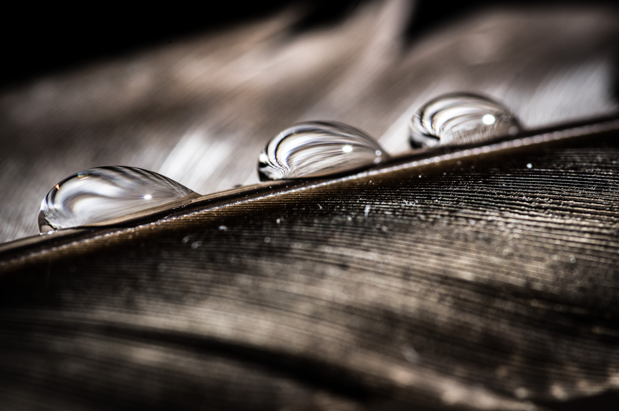 Pentax K-3 + Pentax smc D-FA 100mm F2.8 macro sample photo. Feather and drops photography