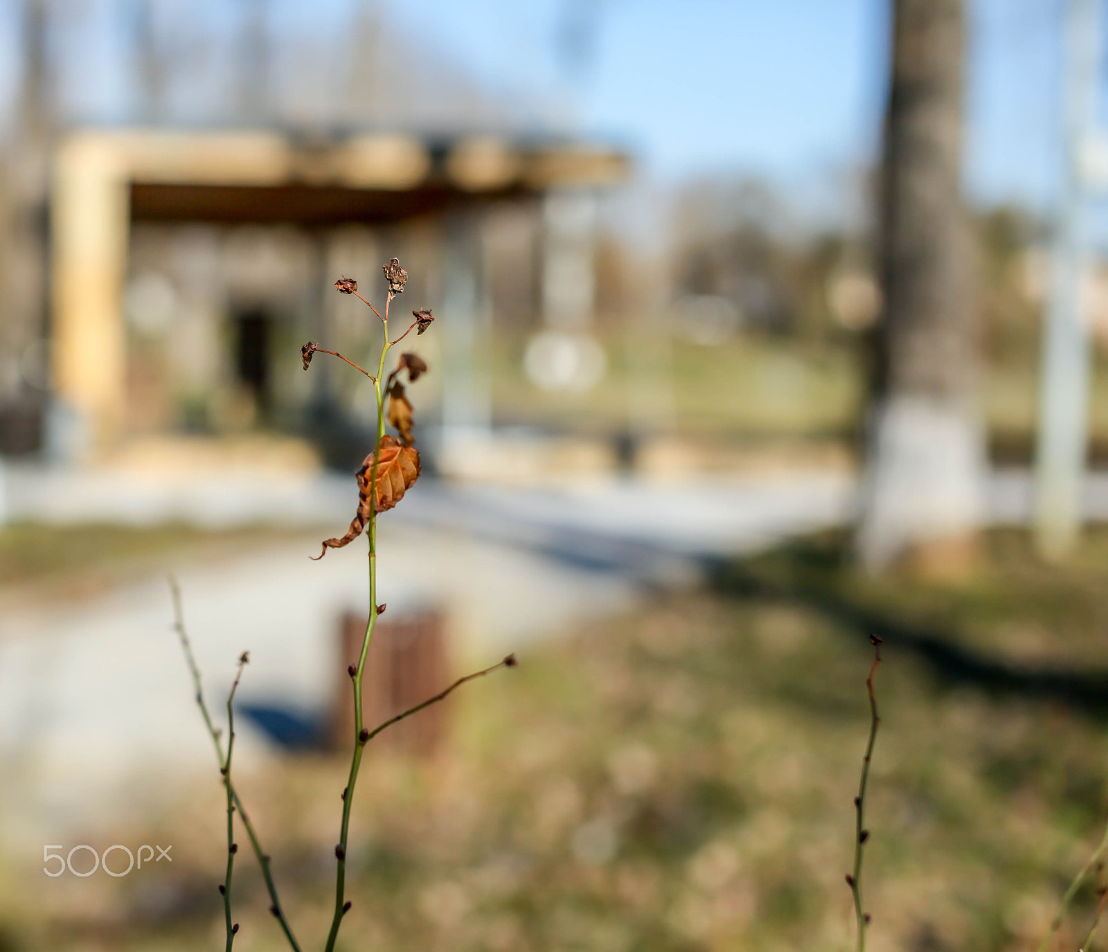 Sigma 50mm F1.4 EX DG HSM sample photo. Season photography