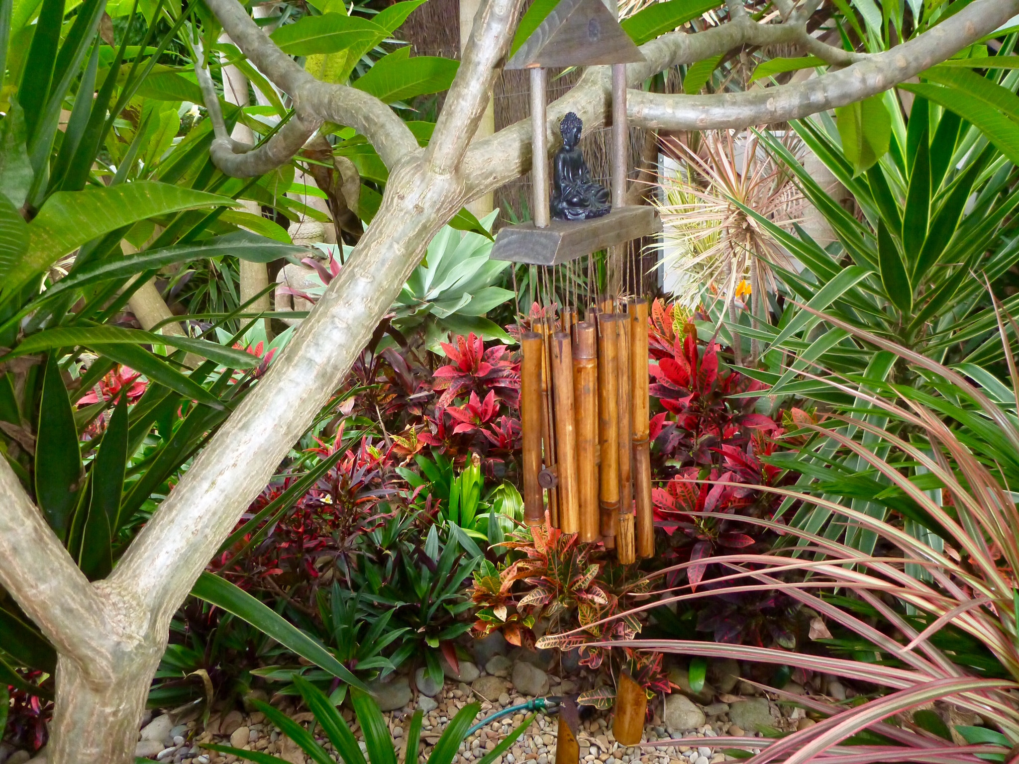 Panasonic DMC-FT4 sample photo. Tropical garden at collaroy sydney photography