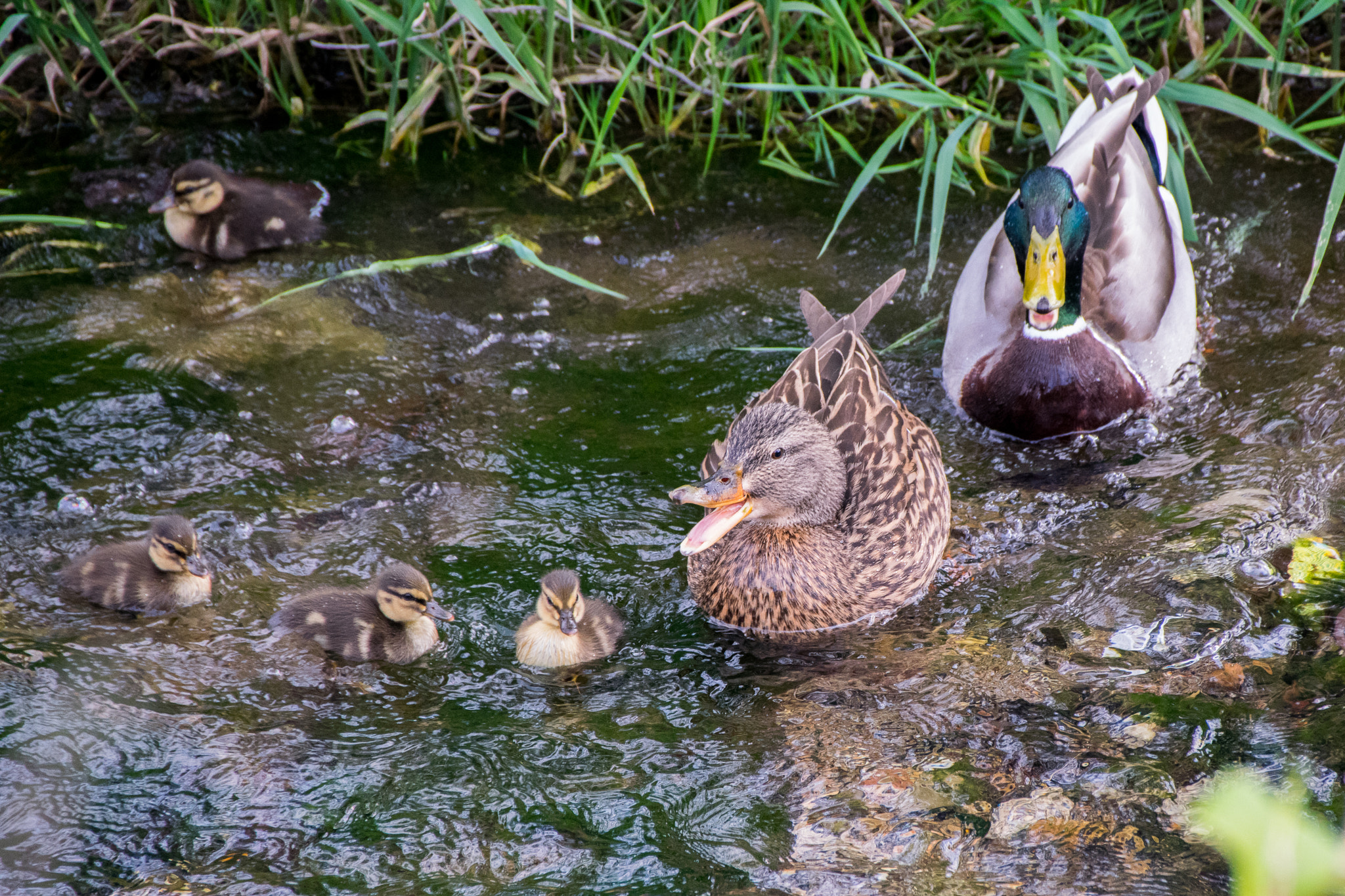 Nikon D3300 + Sigma 18-250mm F3.5-6.3 DC Macro OS HSM sample photo. Angry mama bird photography