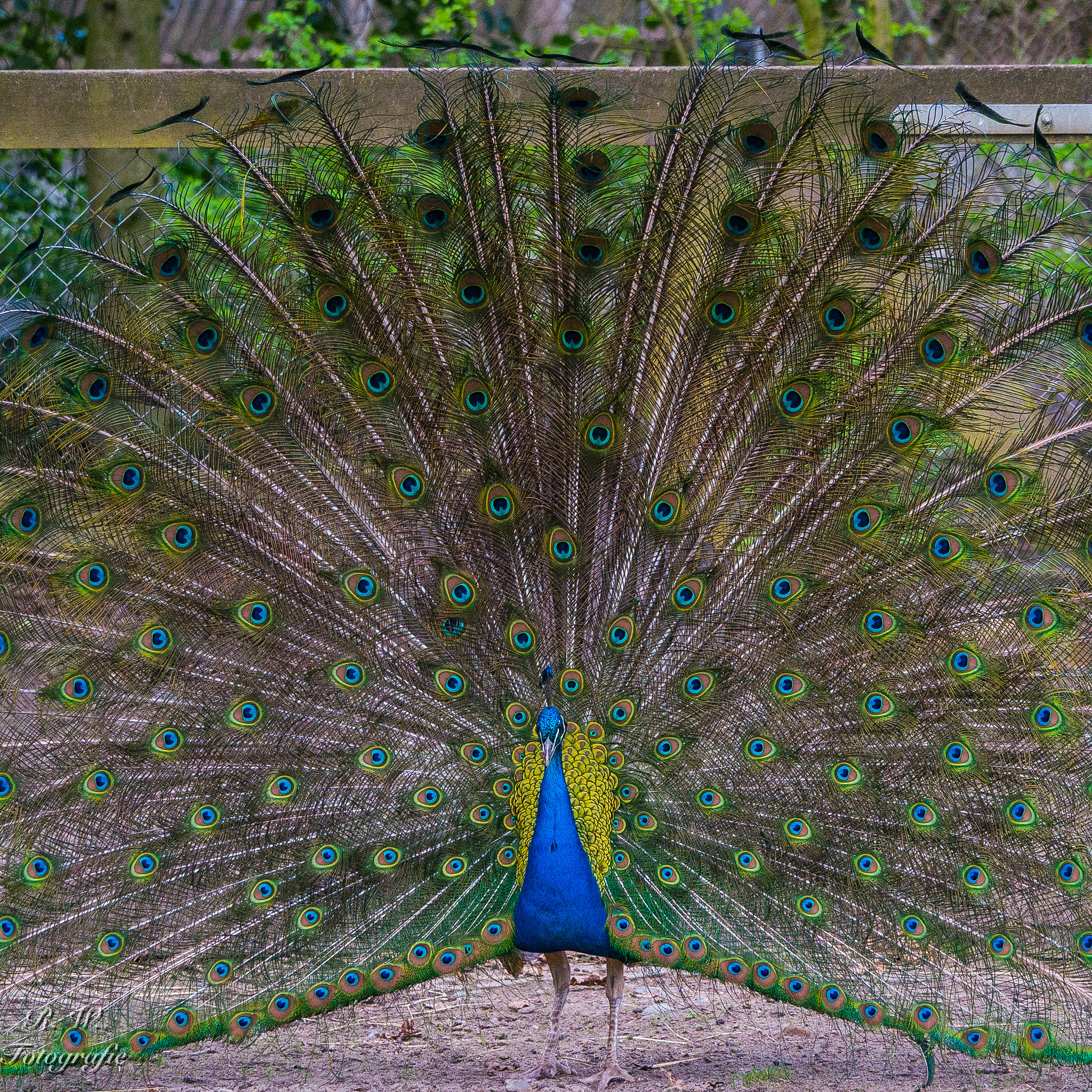 Panasonic DMC-G81 sample photo. Blauer pfau photography