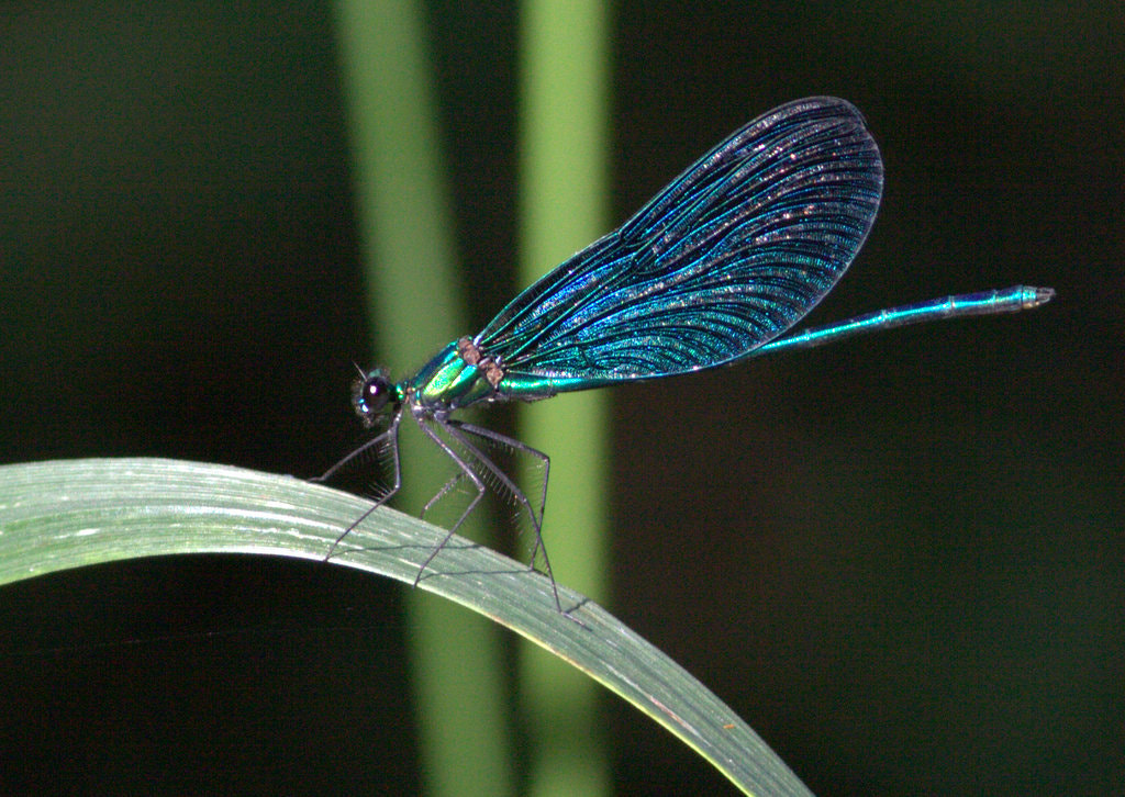 Canon EOS 50D sample photo. Calopteryx photography