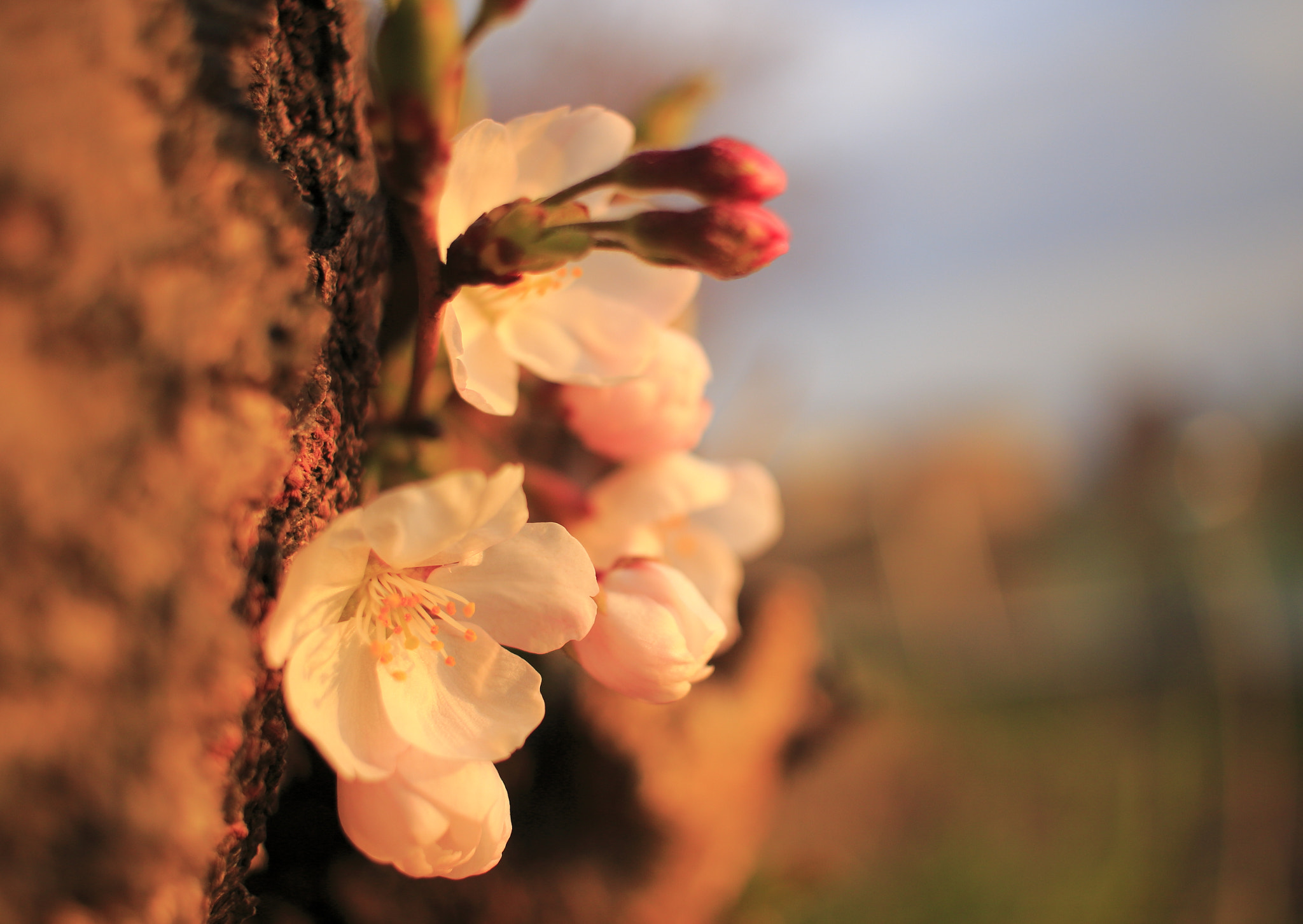 Canon EF-S 24mm F2.8 STM sample photo. Cherry blossoms in suset photography