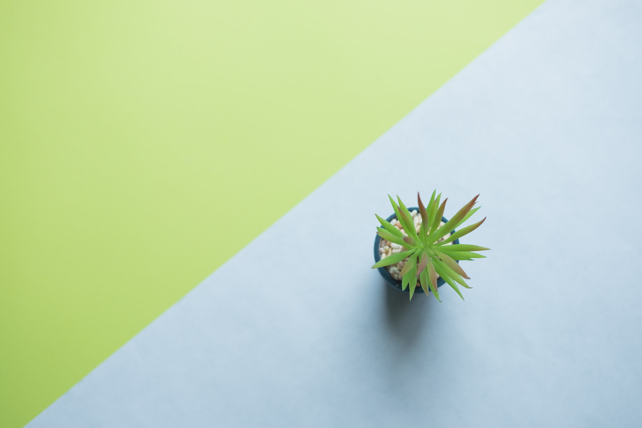 Fujifilm X-T10 sample photo. Green plant leaves on green and gray background photography