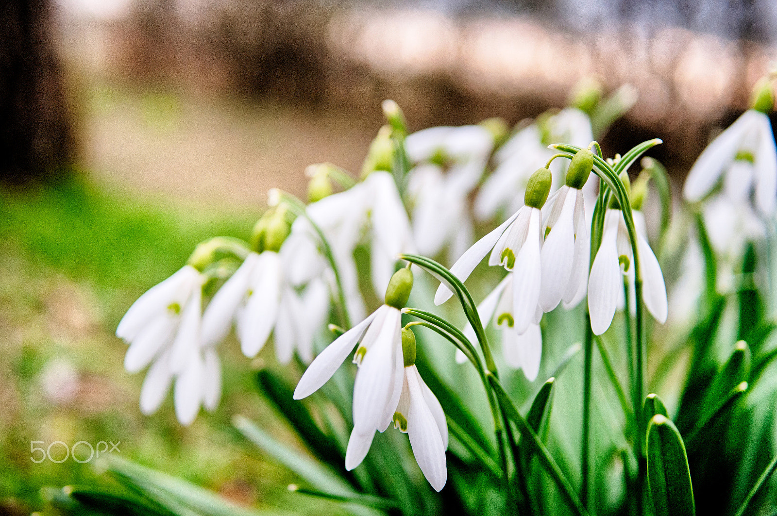 Nikon D300 + Nikon AF Nikkor 28mm F2.8D sample photo. Snowdrops2 photography