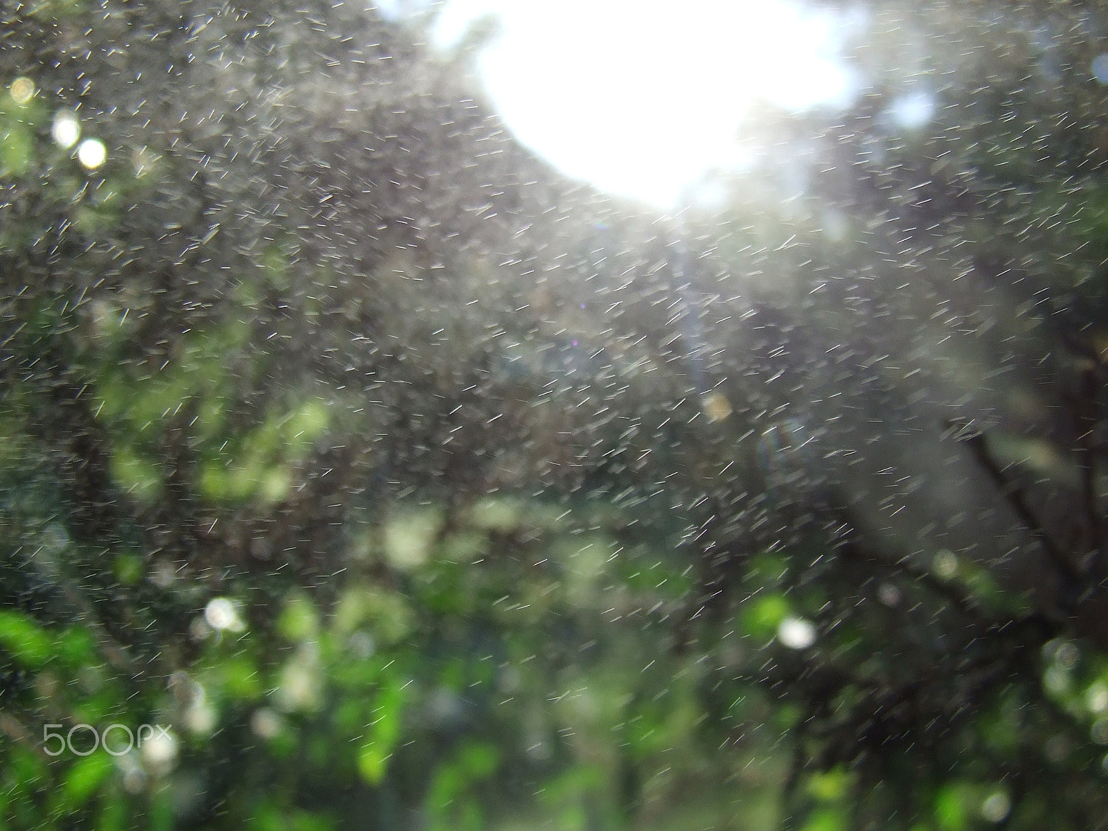 Fujifilm FinePix S5600 sample photo. Light catching on water particles photography