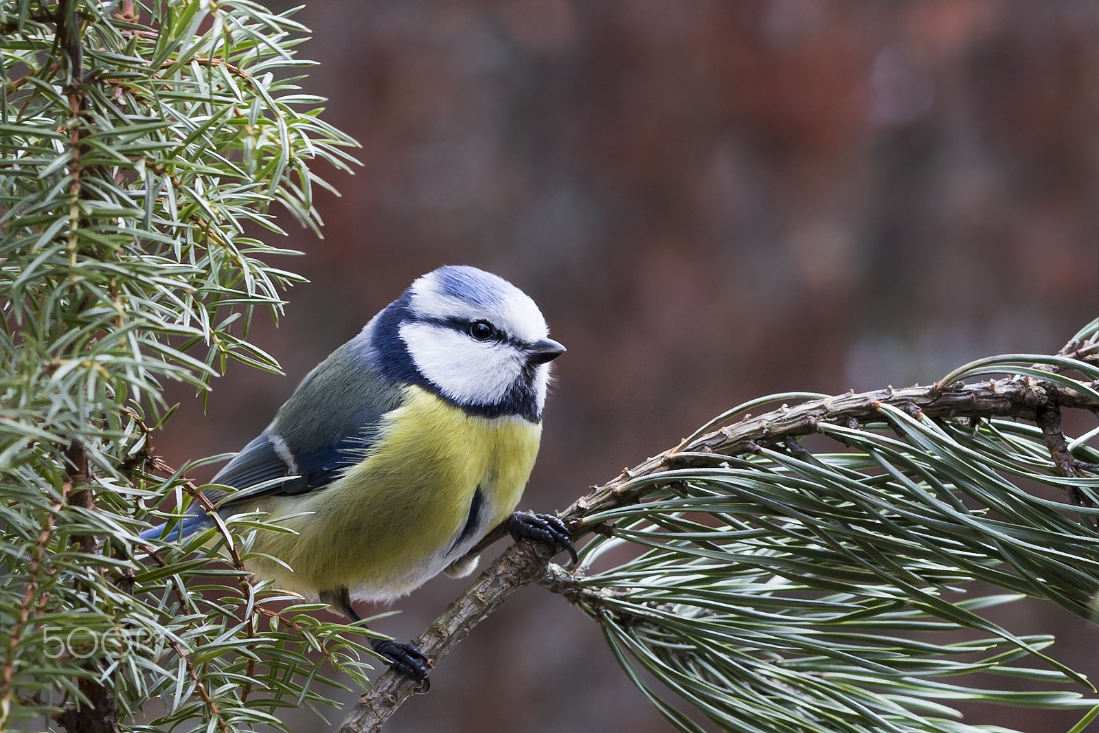 Sigma 105mm F2.8 EX DG OS HSM sample photo. Sinitiainen blue tit photography