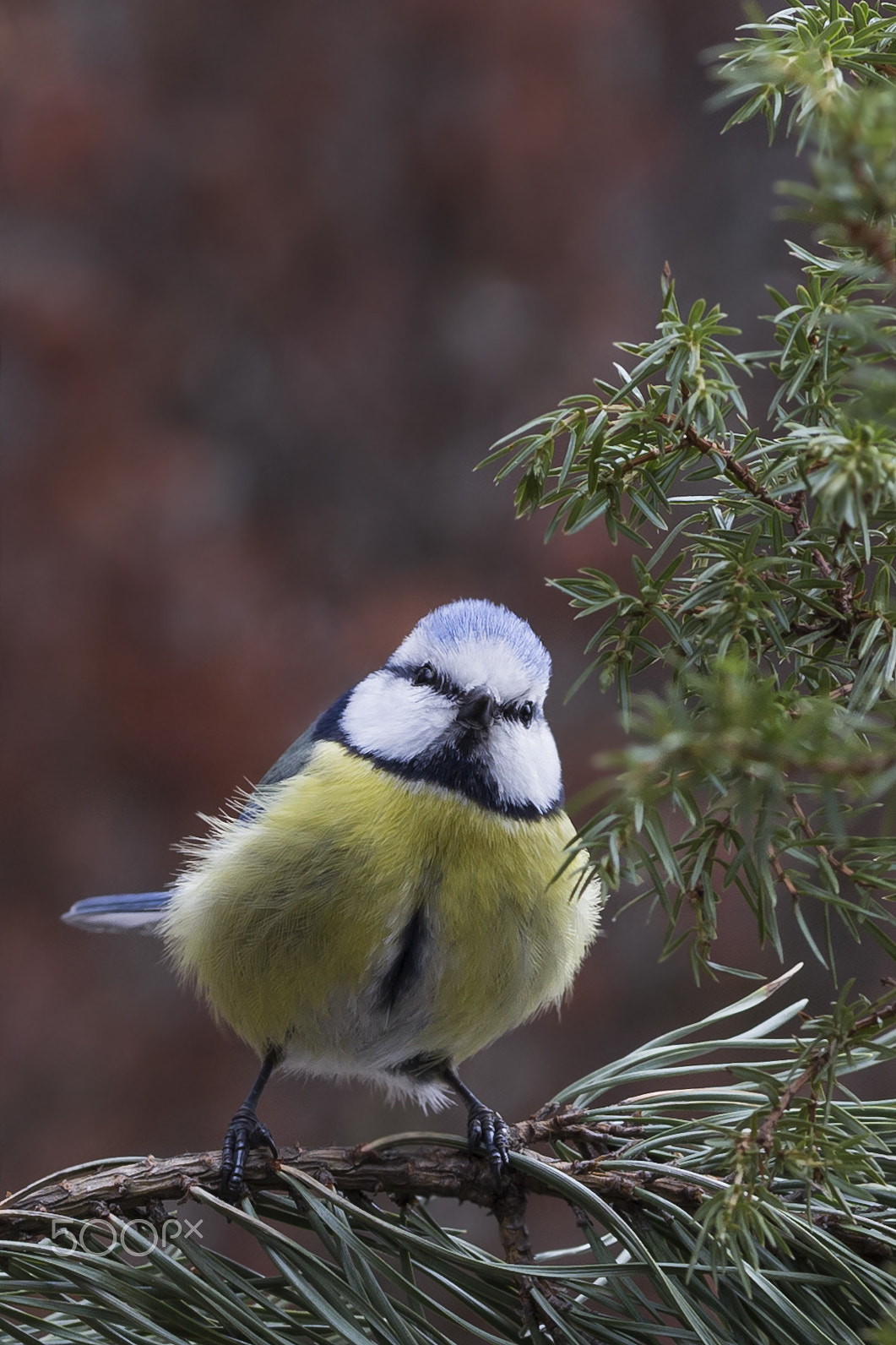 Canon EOS 6D sample photo. Sinitiainen blue tit photography