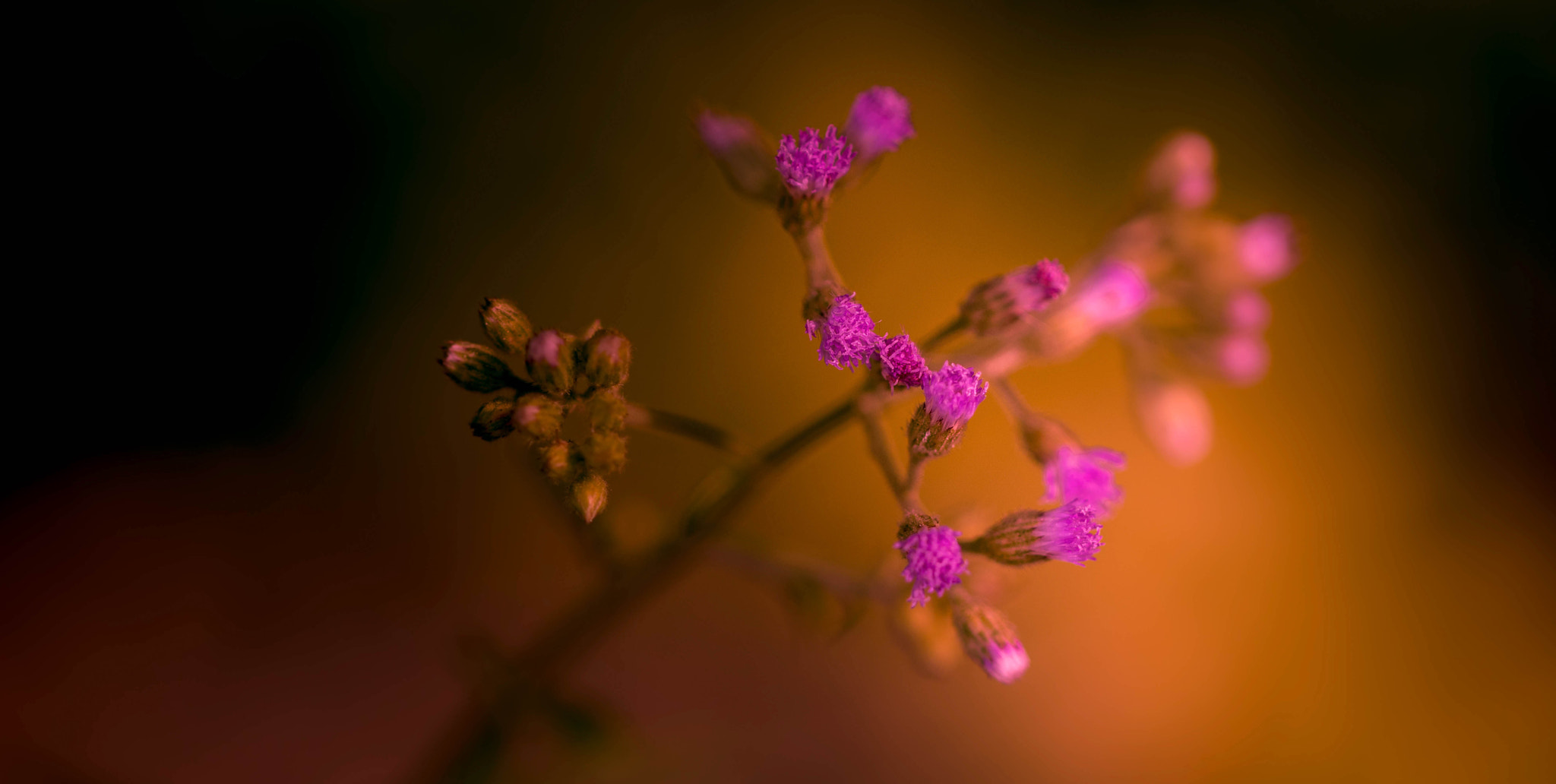 Canon EOS 80D sample photo. Flower magic photography